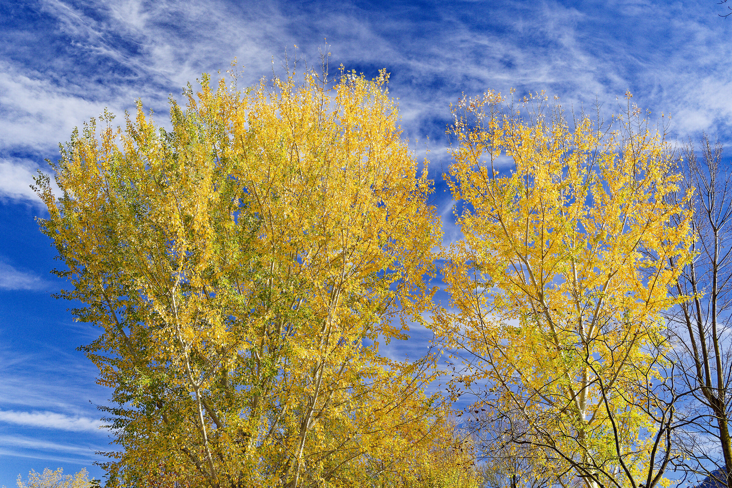 Yellow and Blue