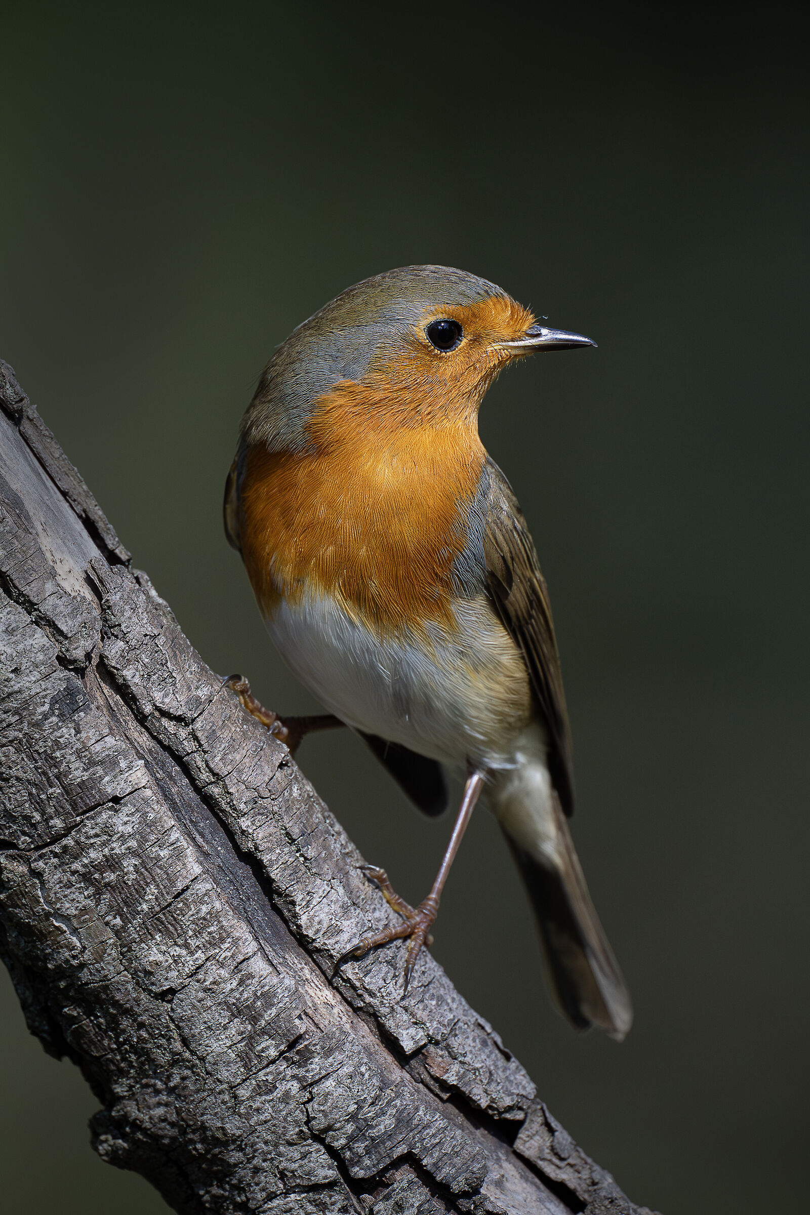 Robin