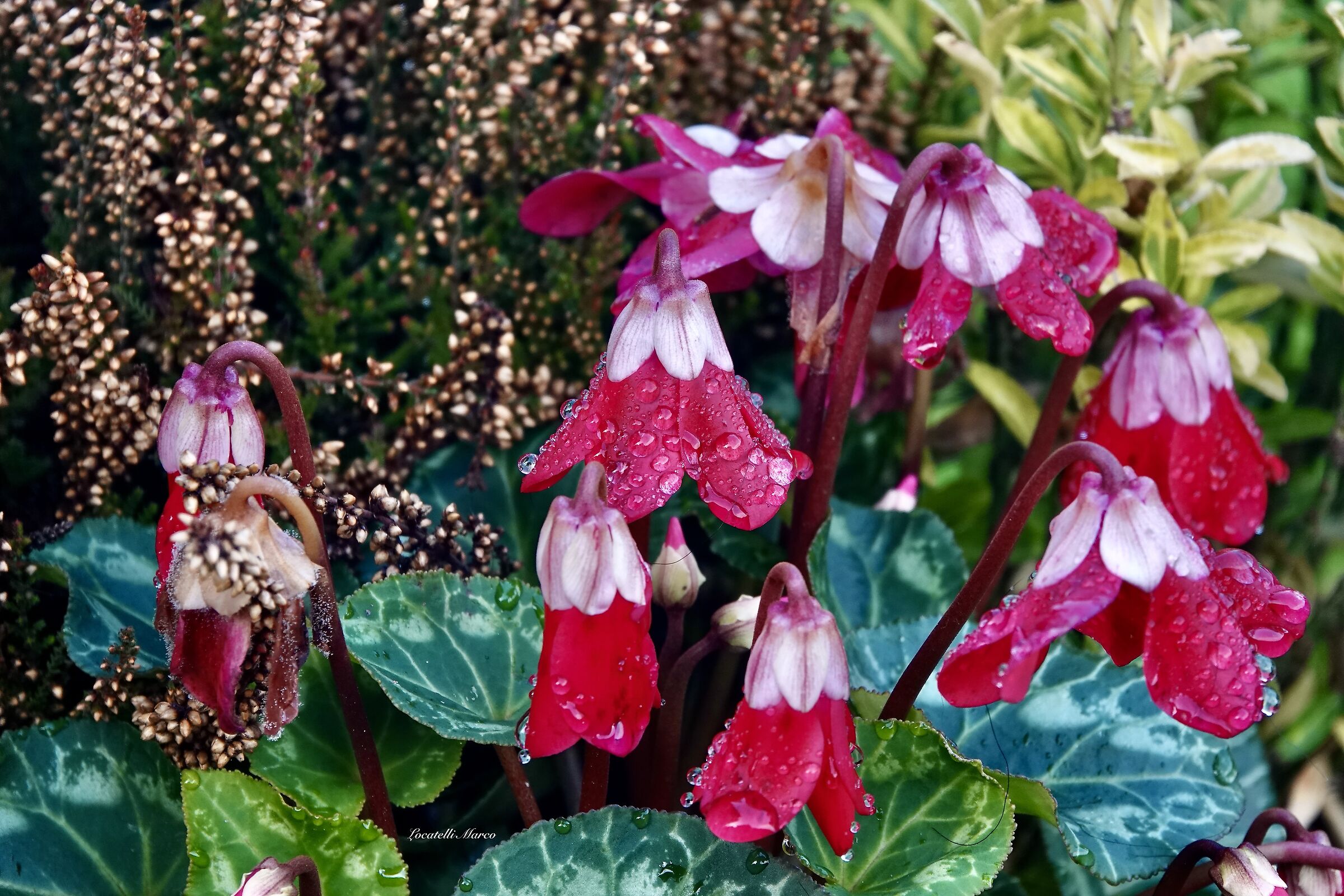 Cyclamen