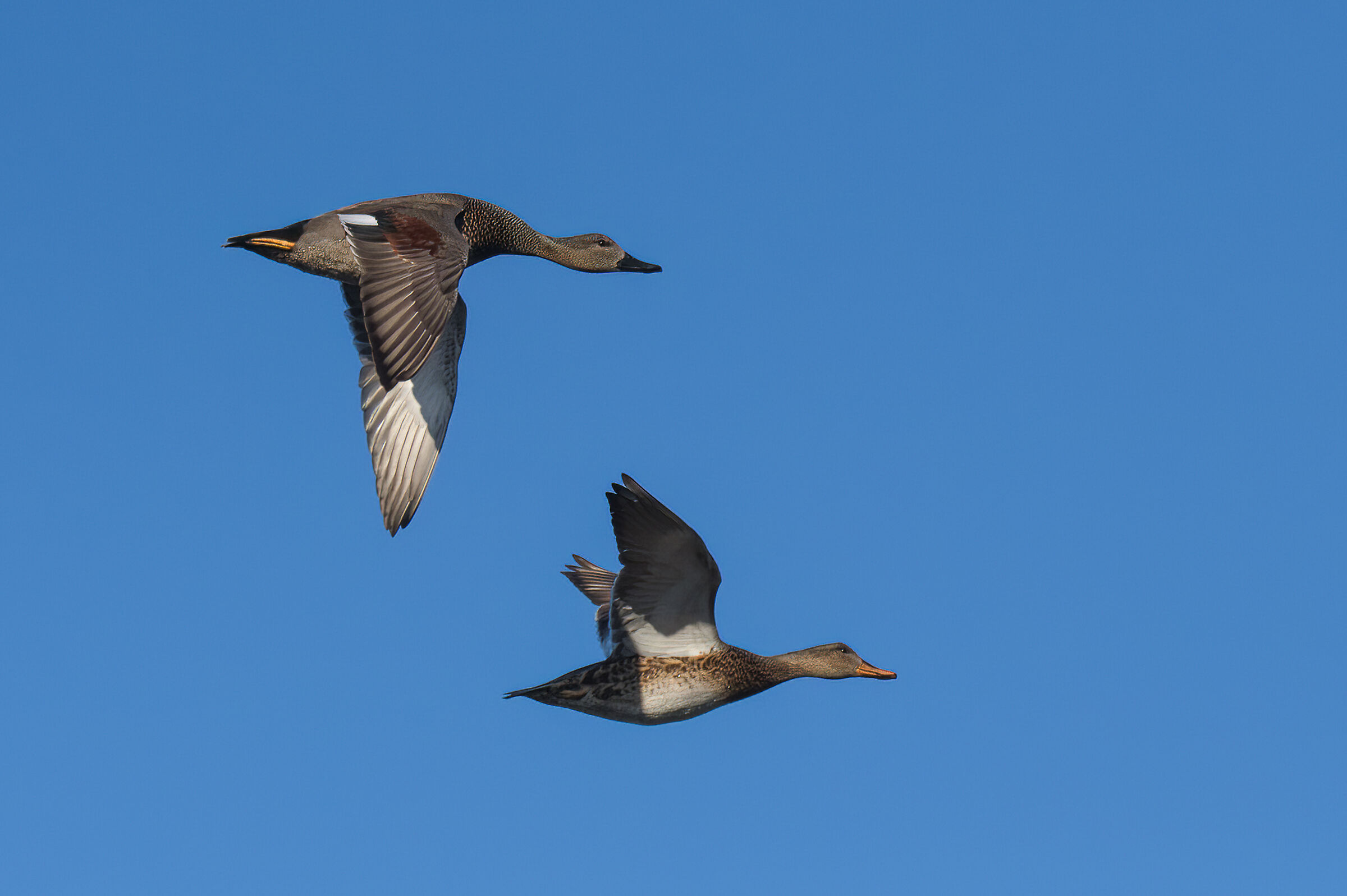 Gadwall