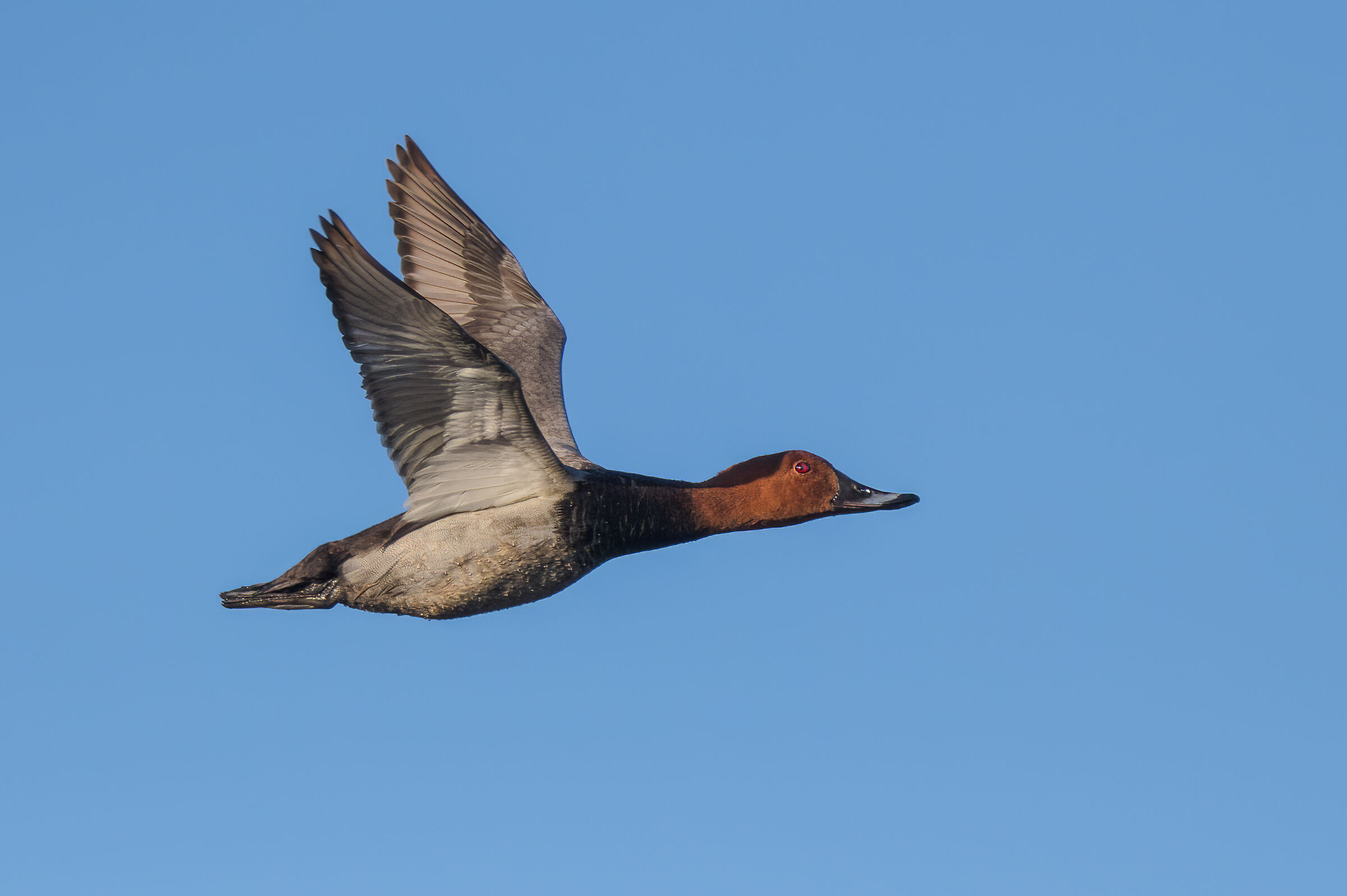 Pochard (Aythya ferina)