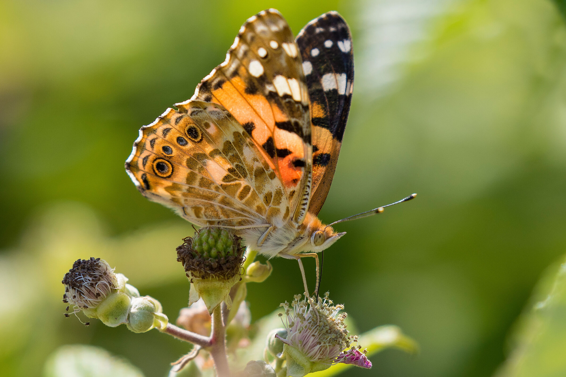 Vanessa Cardui