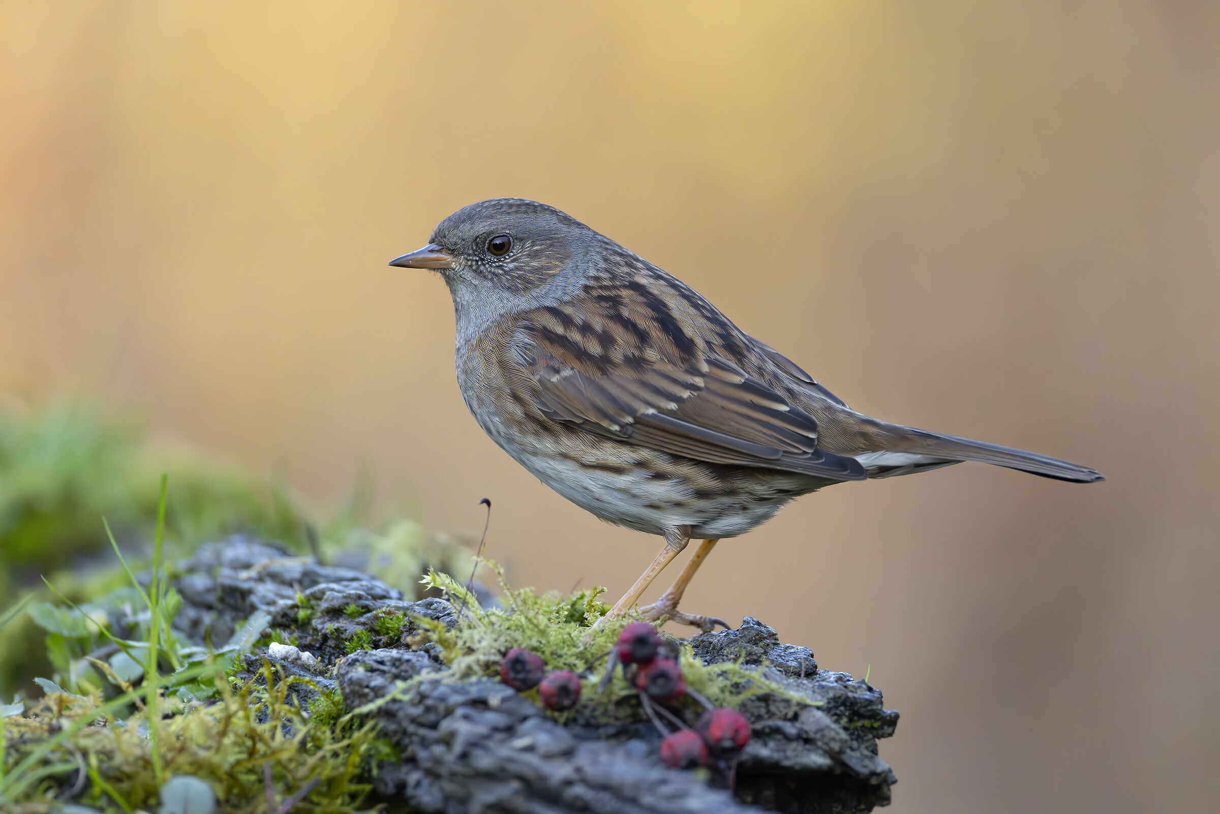 Pussy