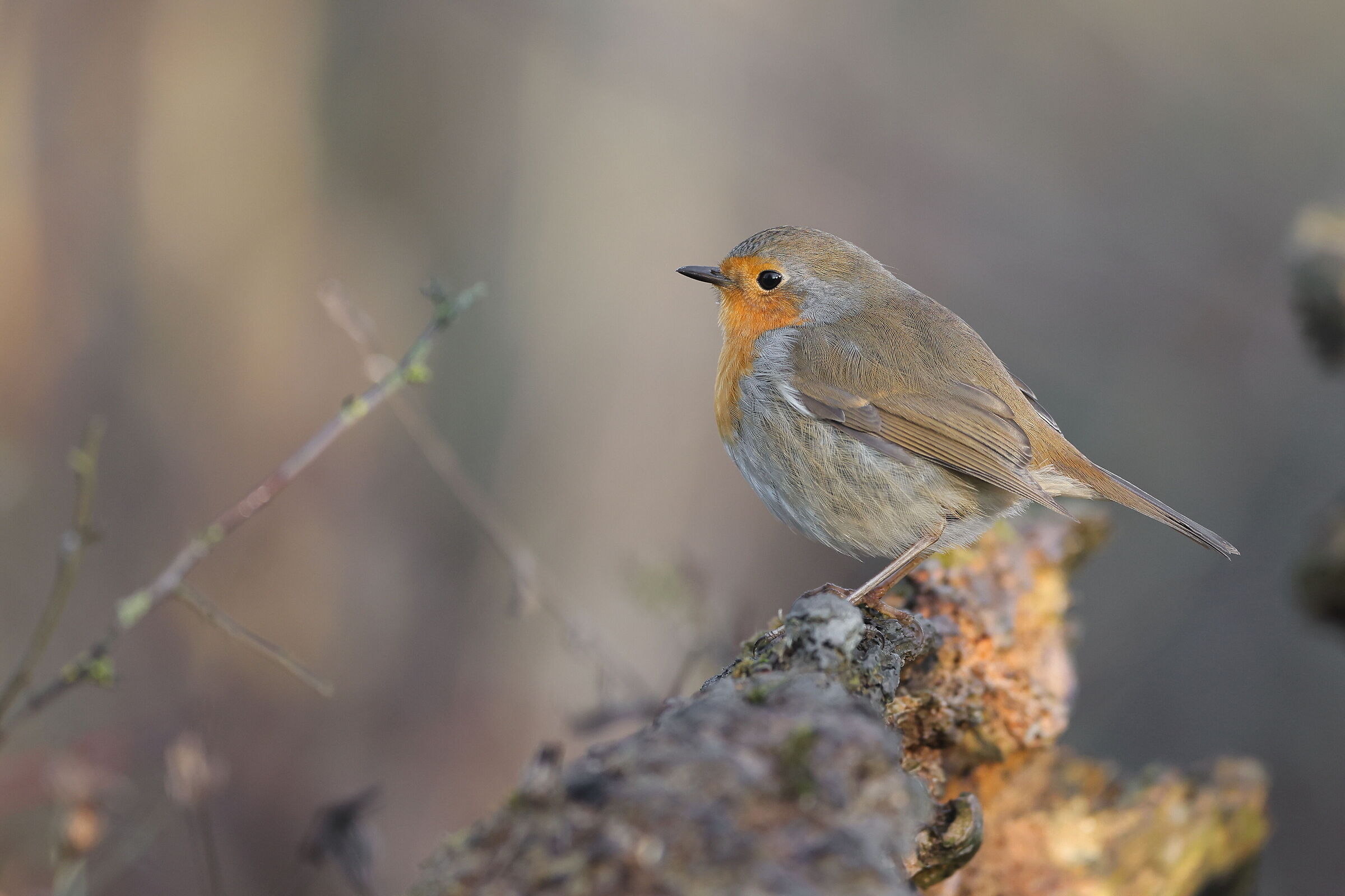 Robin