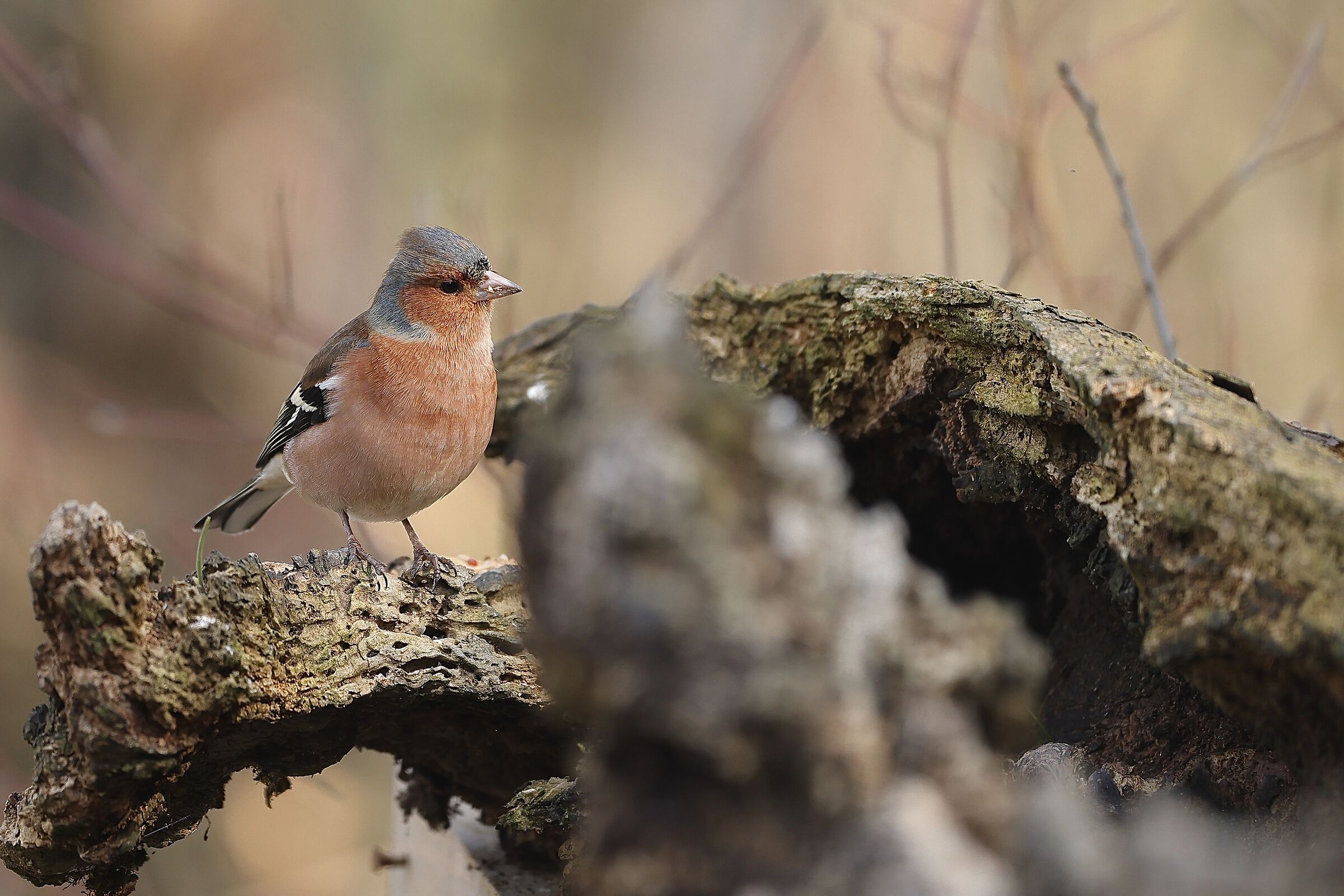 Finch