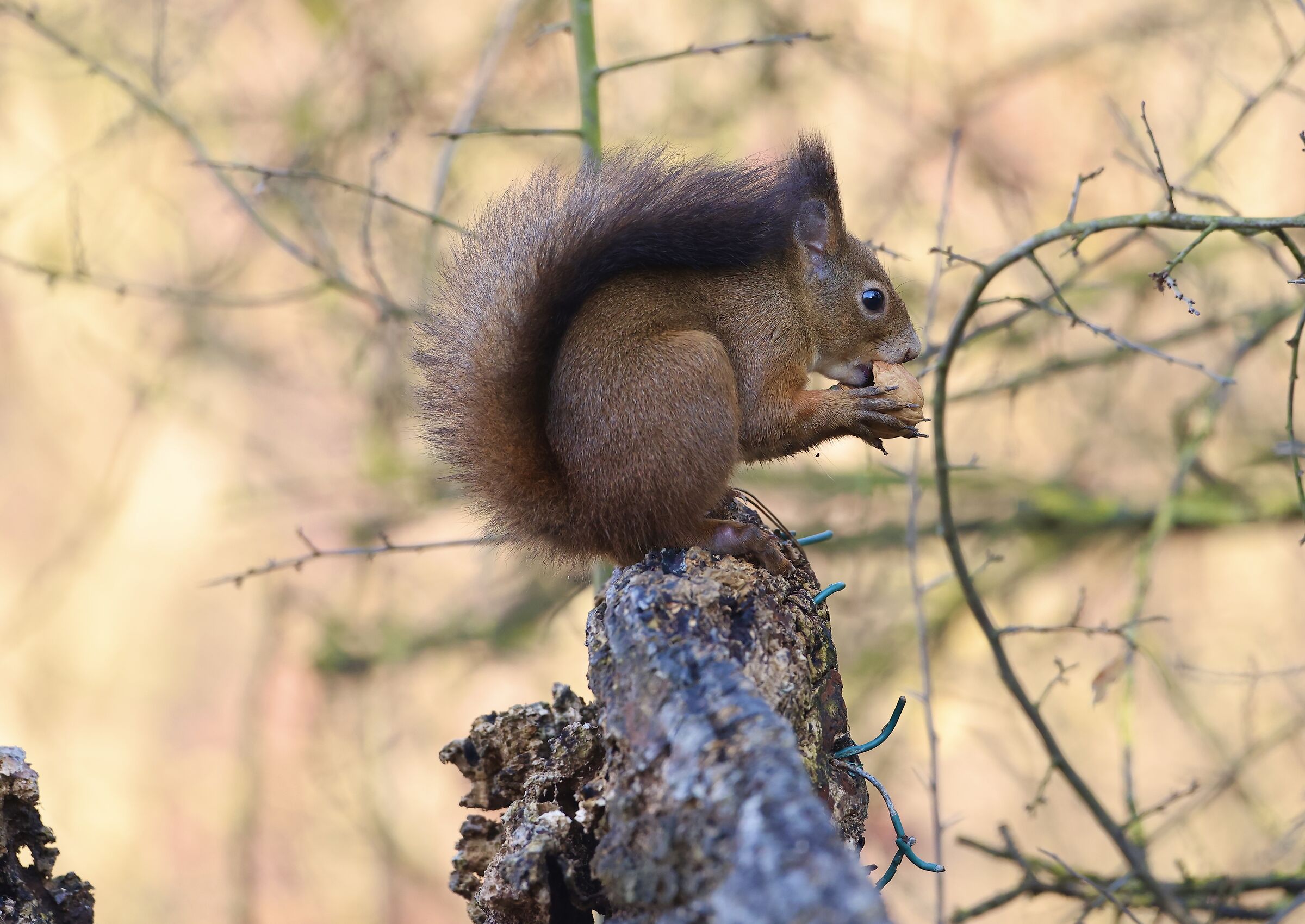 Squirrel