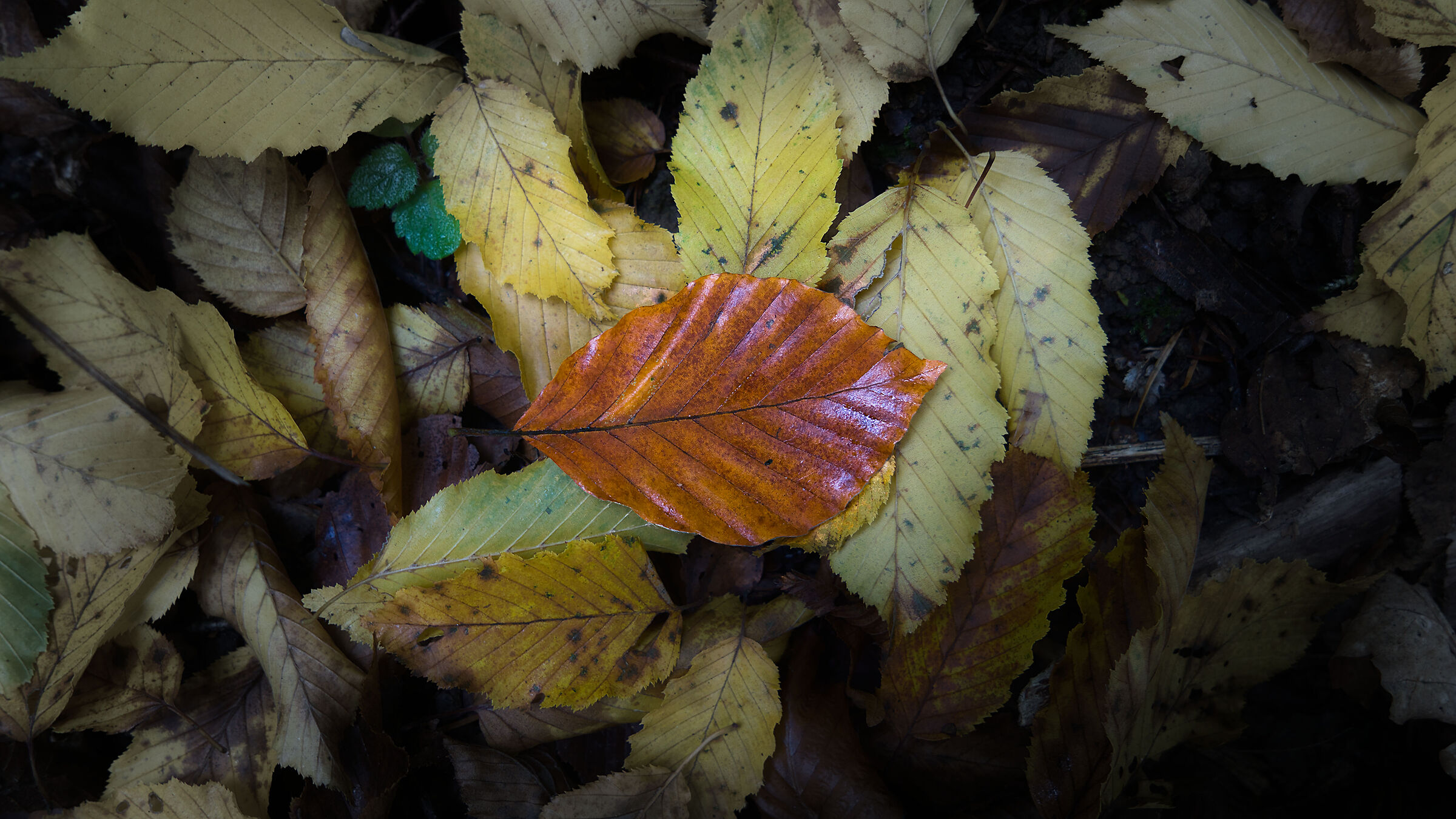 Autunno