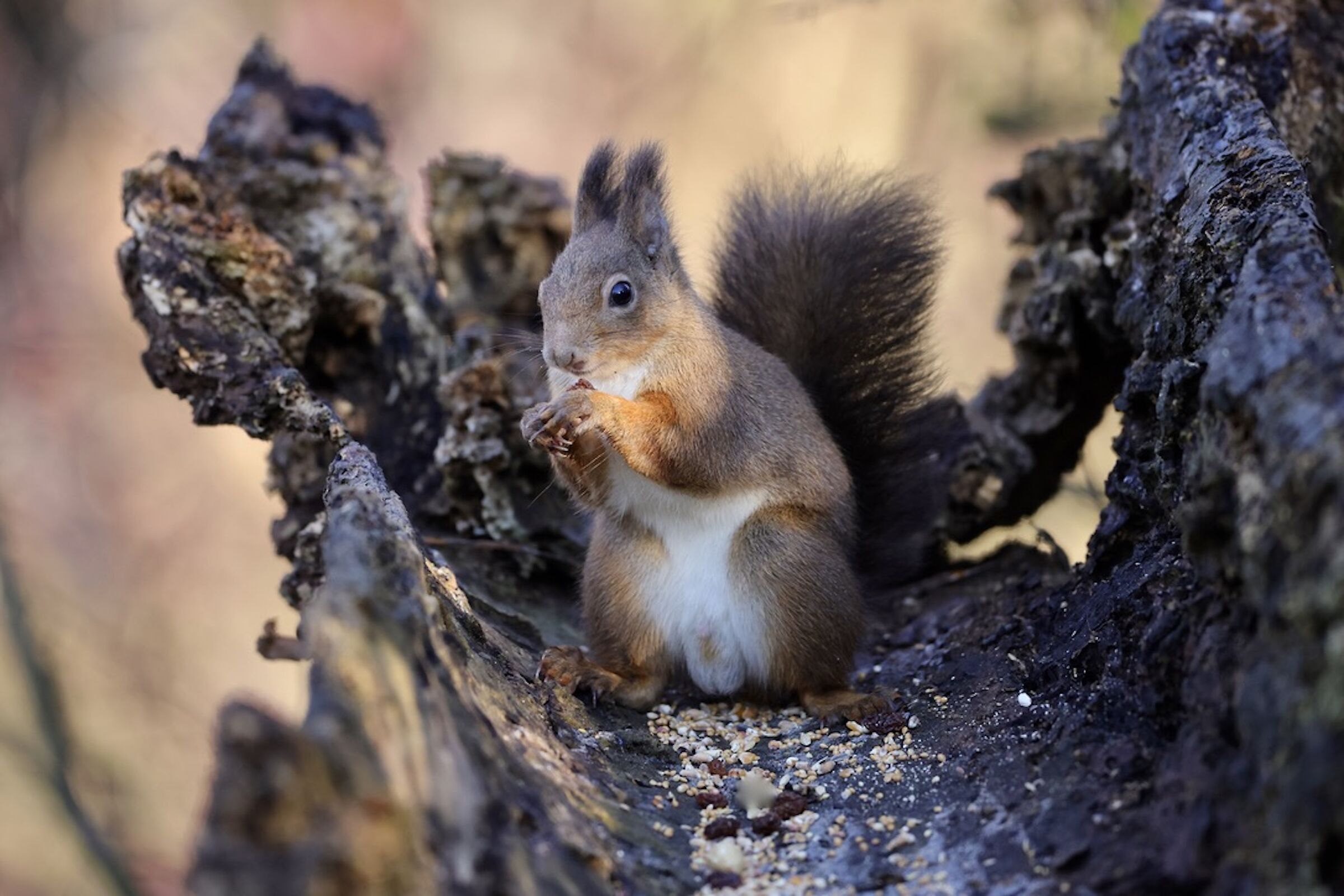 Squirrel