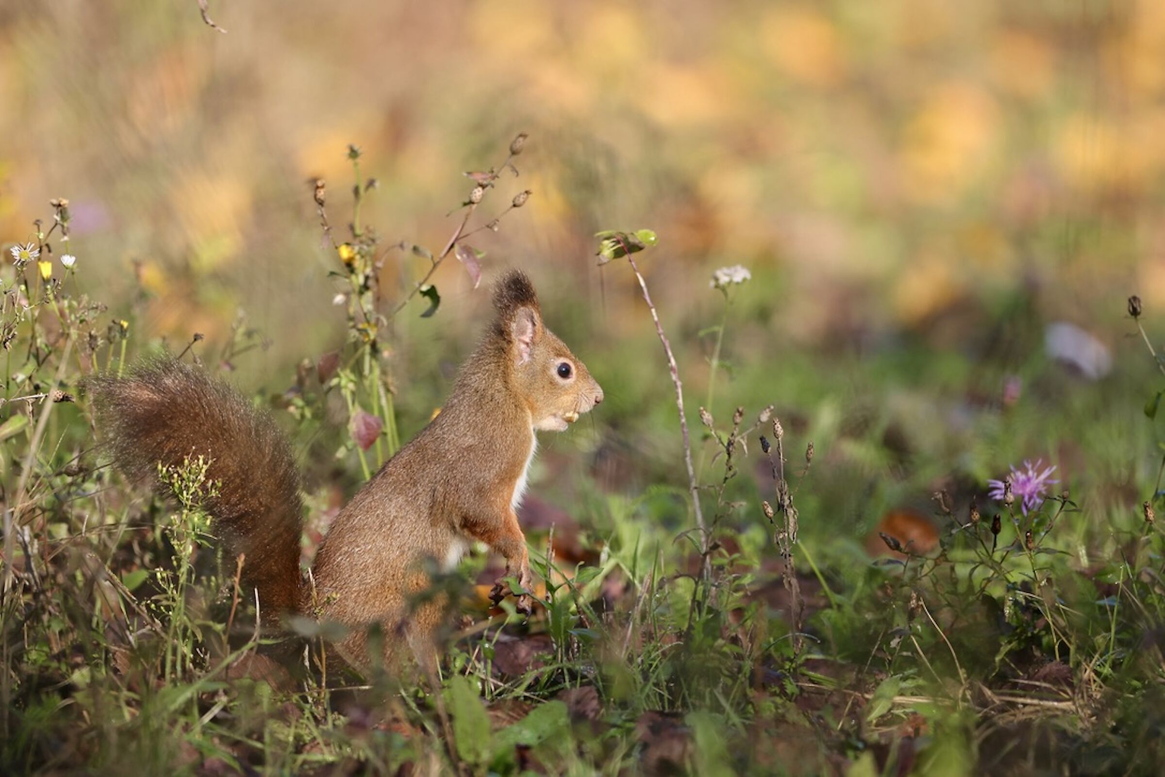 Squirrel