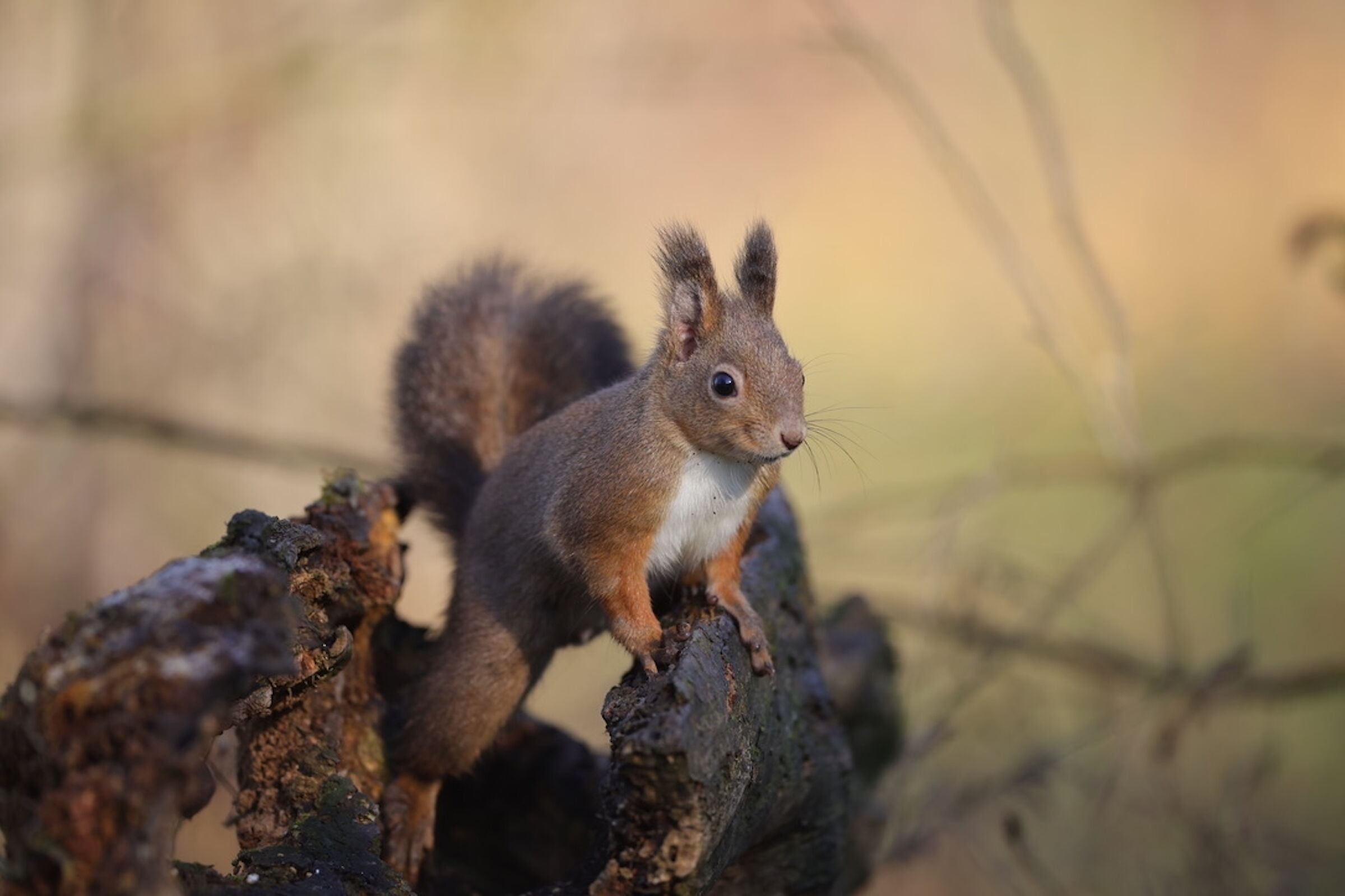 Squirrel