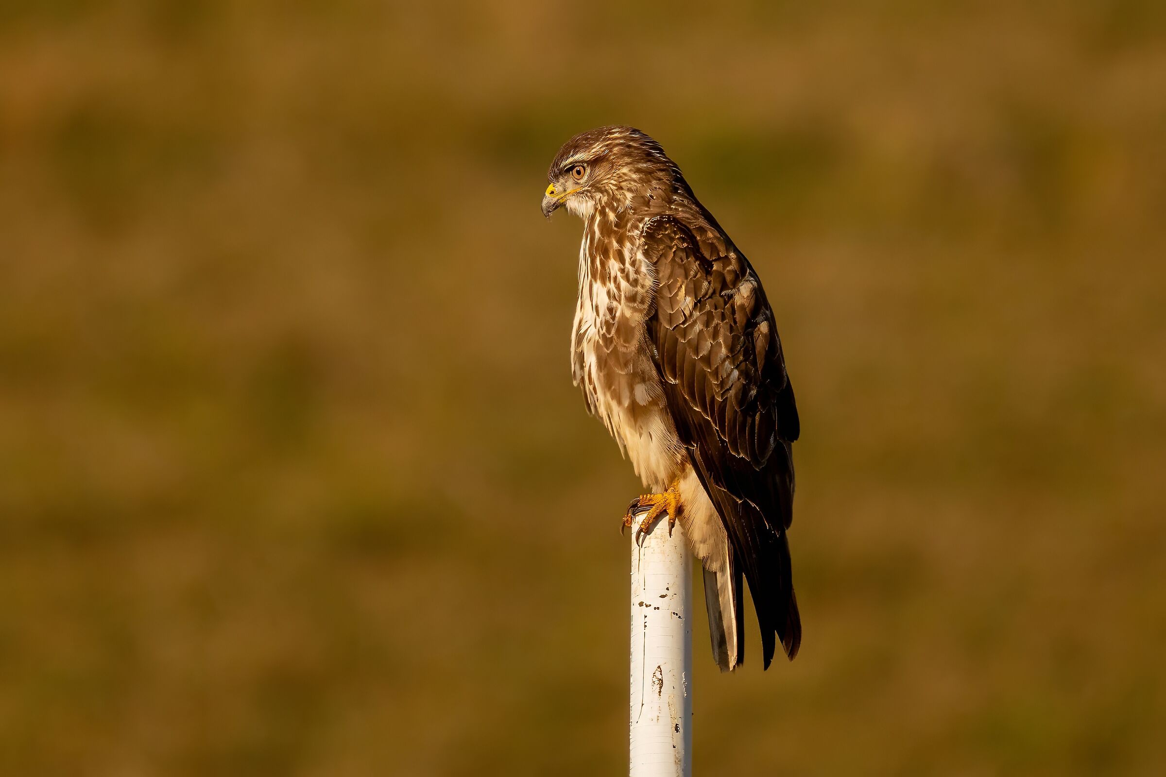 Poiana (Buteo buteo)