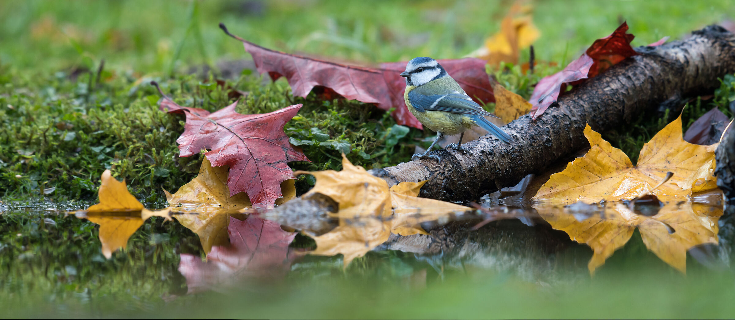 Blue tit panorama