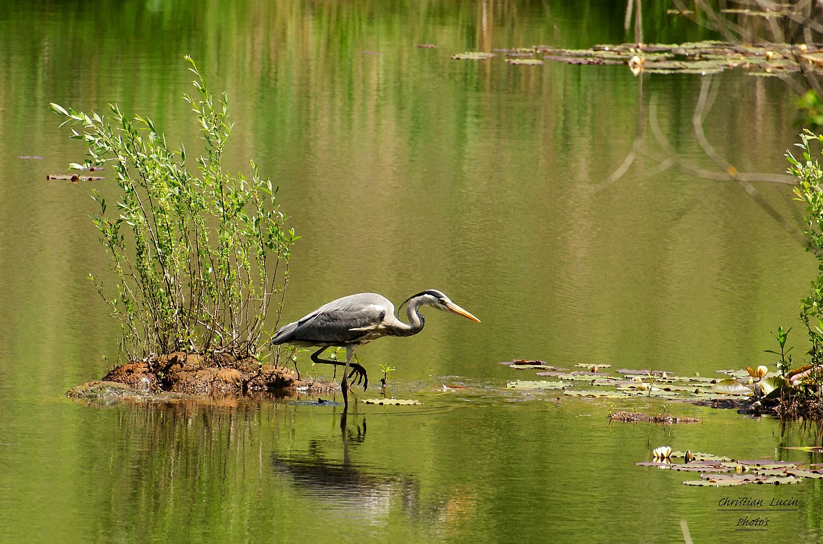 Grey Heron