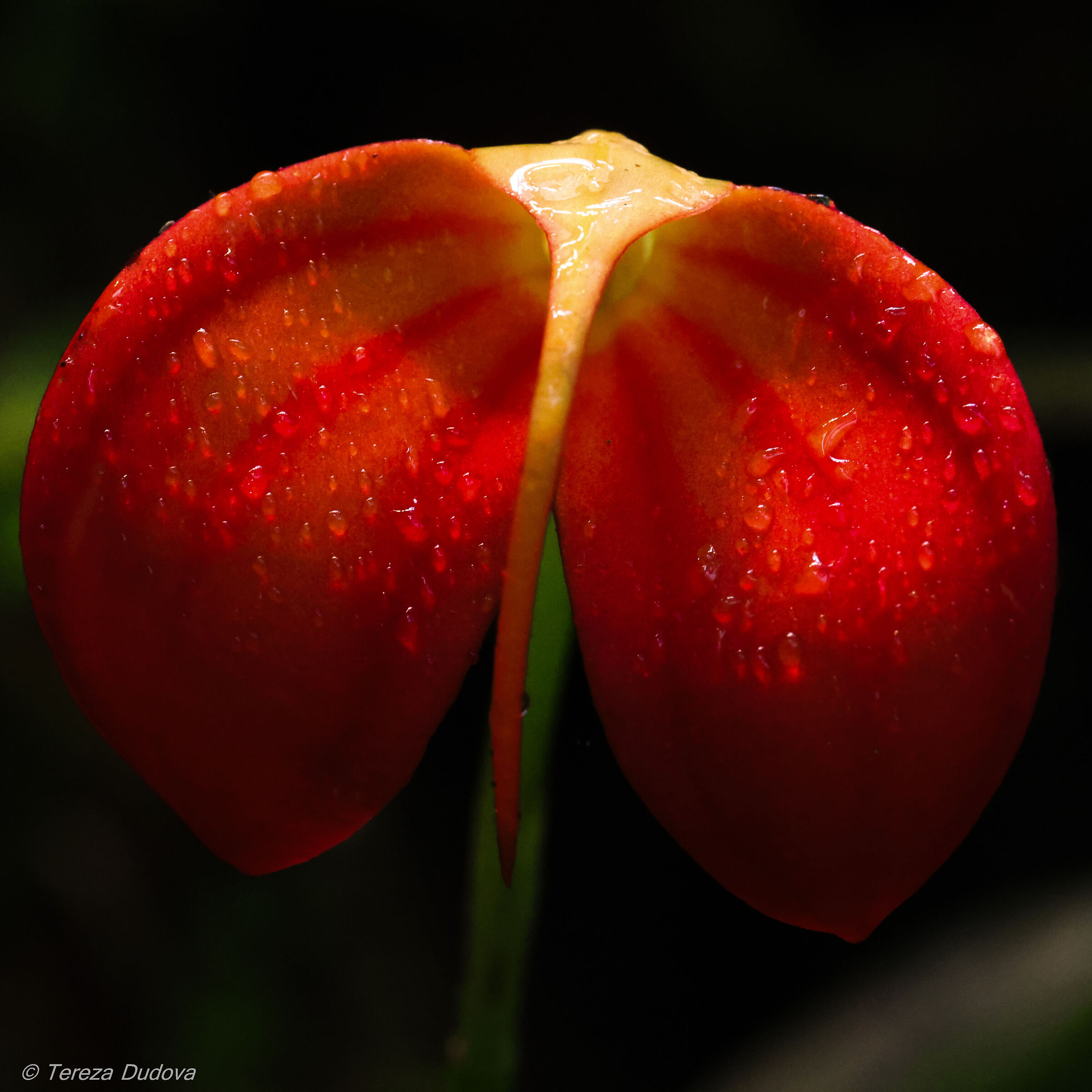 Orchid Masdevalia Ignea
