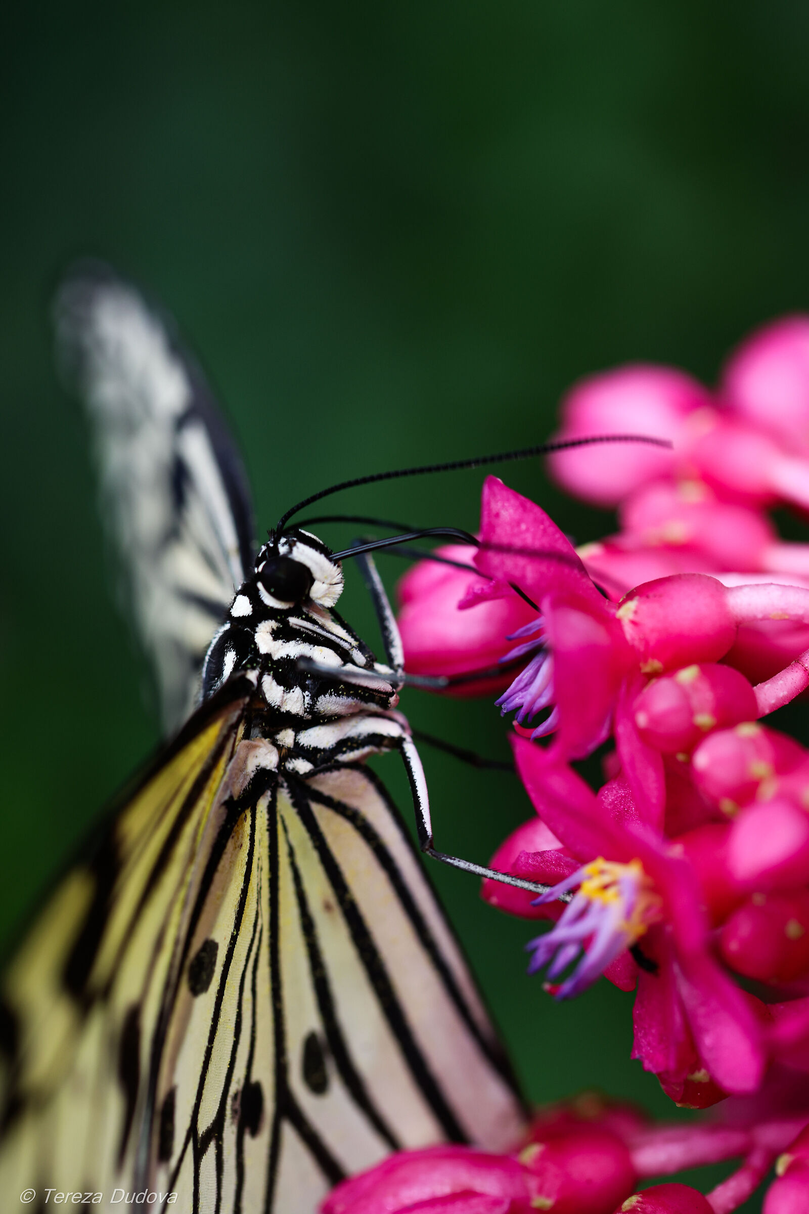 Rice Paper Butterfly