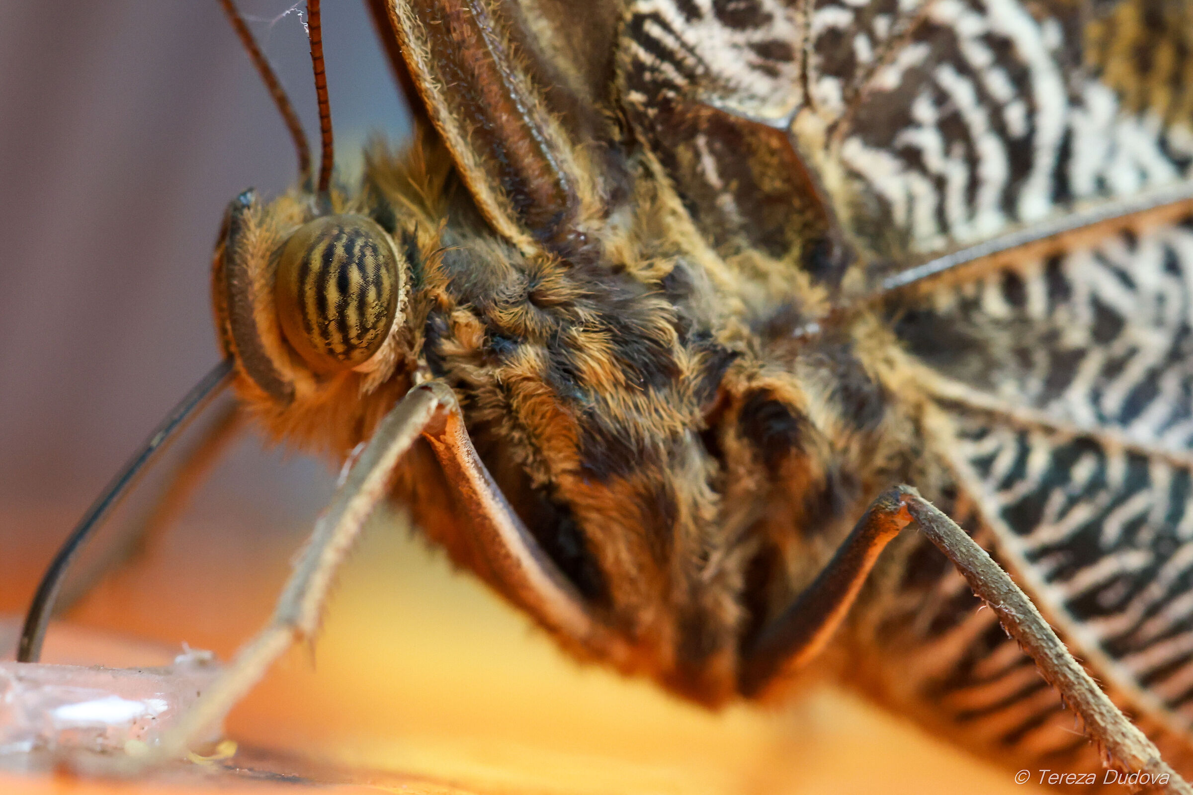 Caligo detail