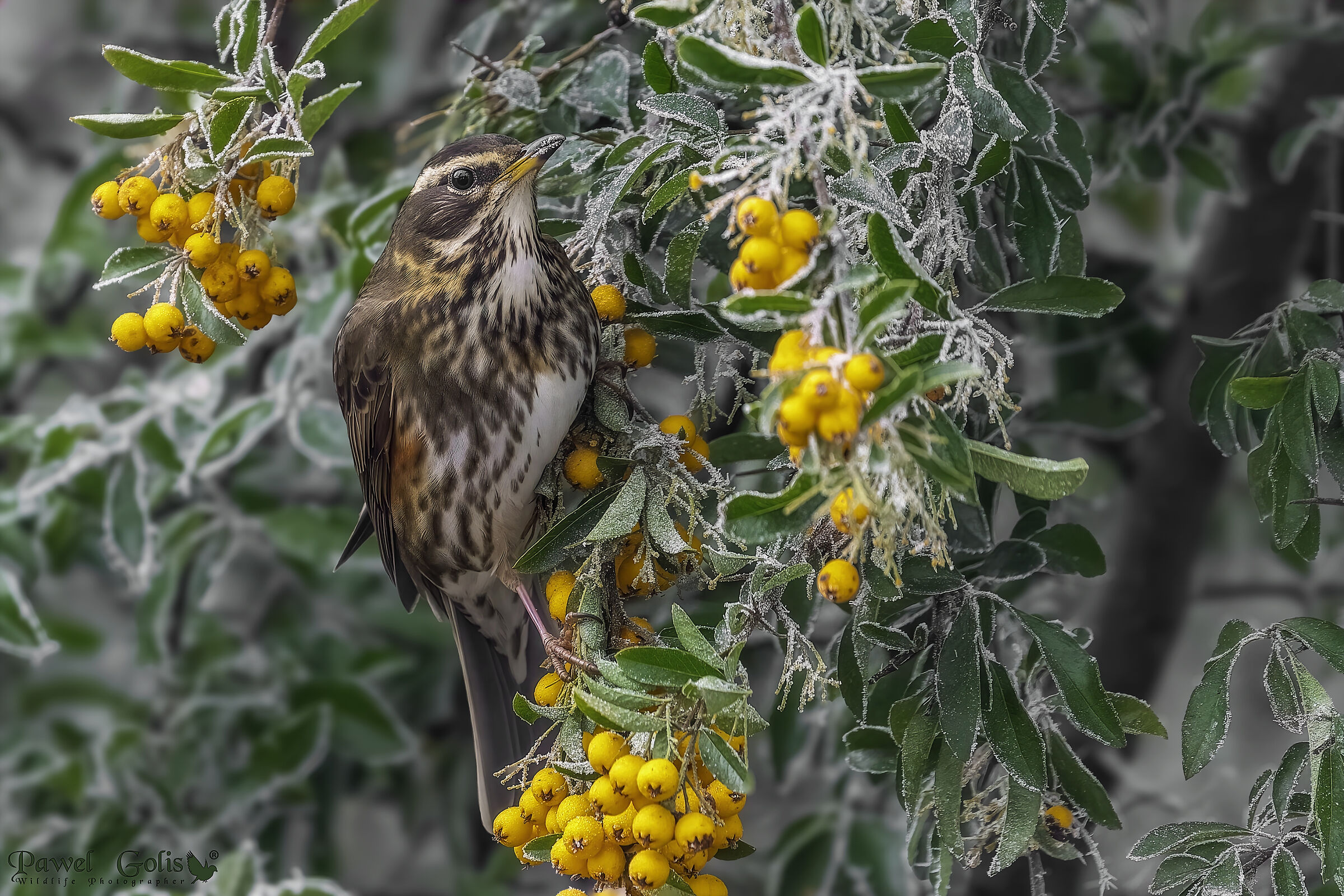 Ala rossa (Turdus iliacus)