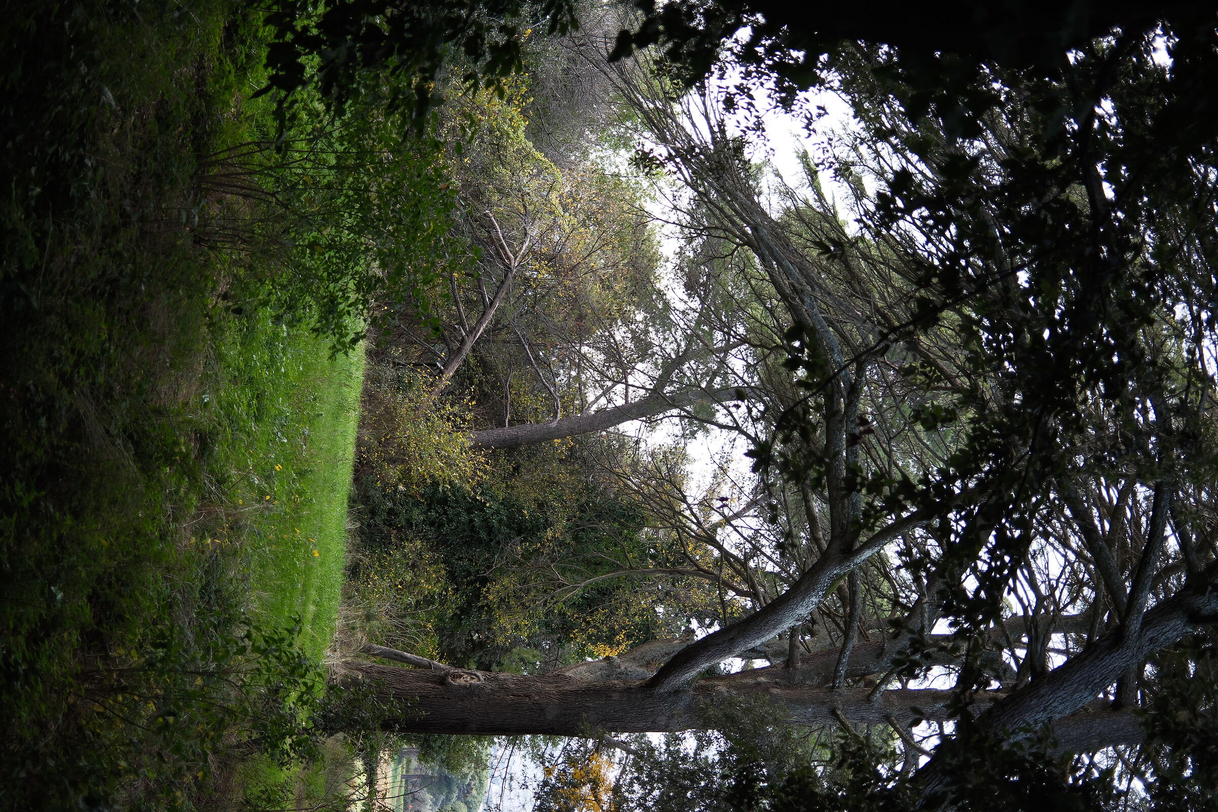 Urban forest