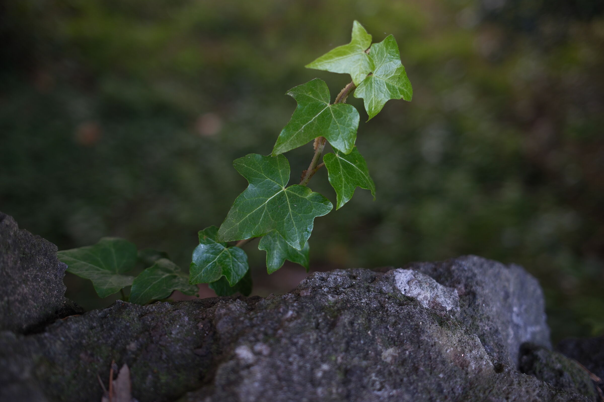 Ivy