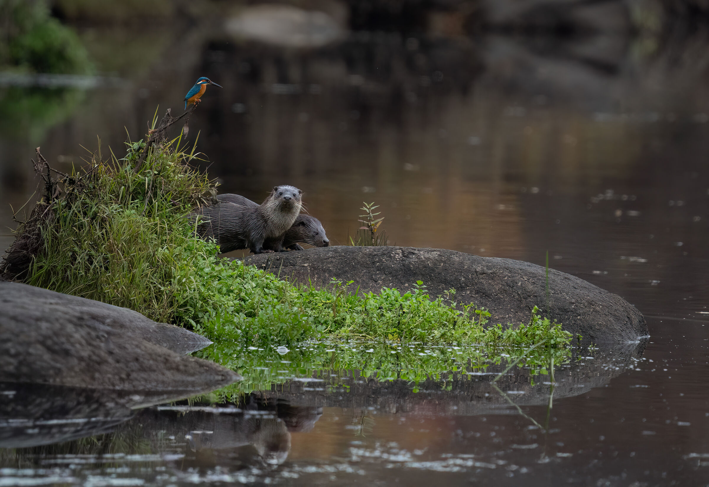 Il martin pescatore e le lontre