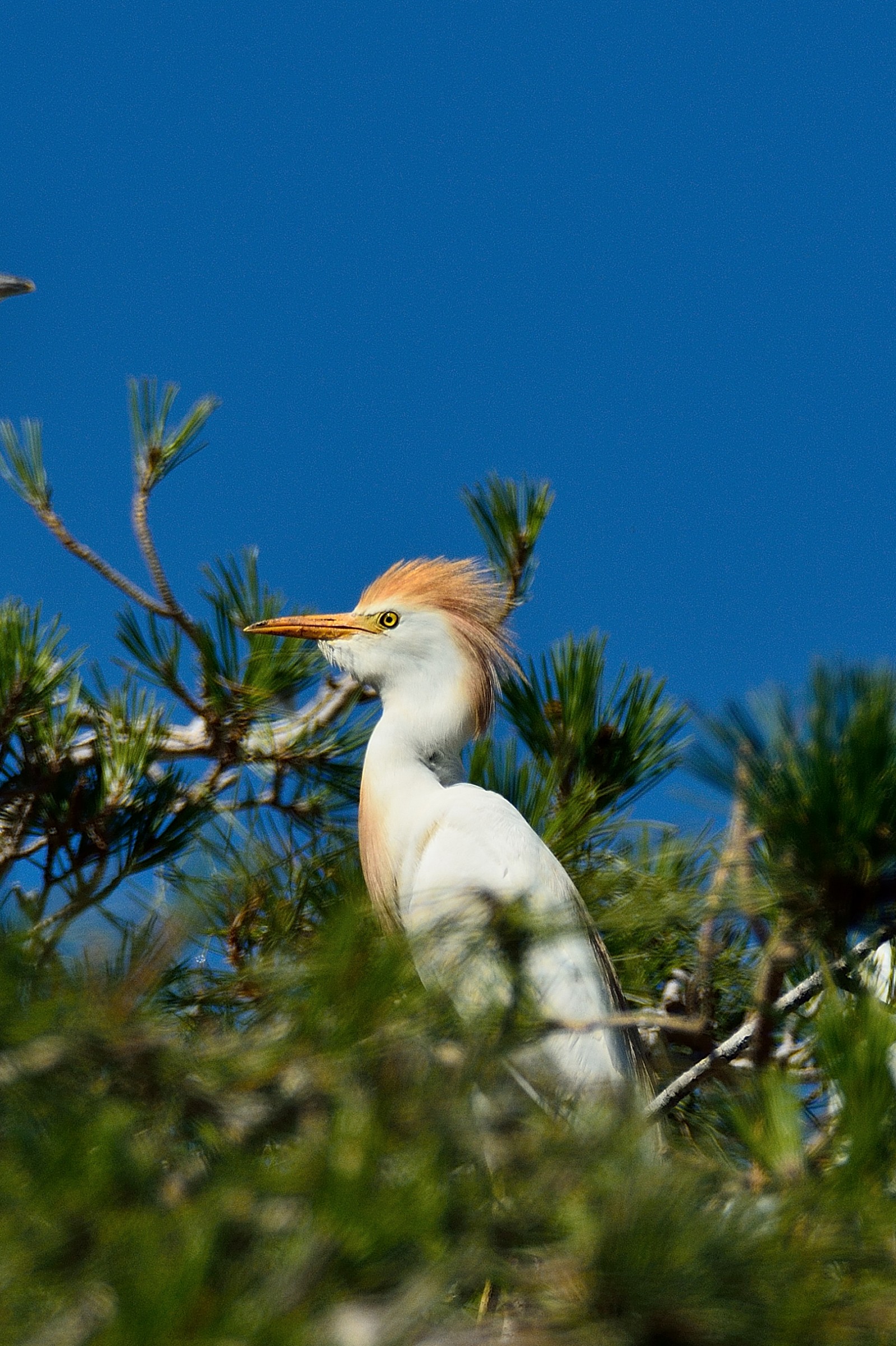 Herons Egrets