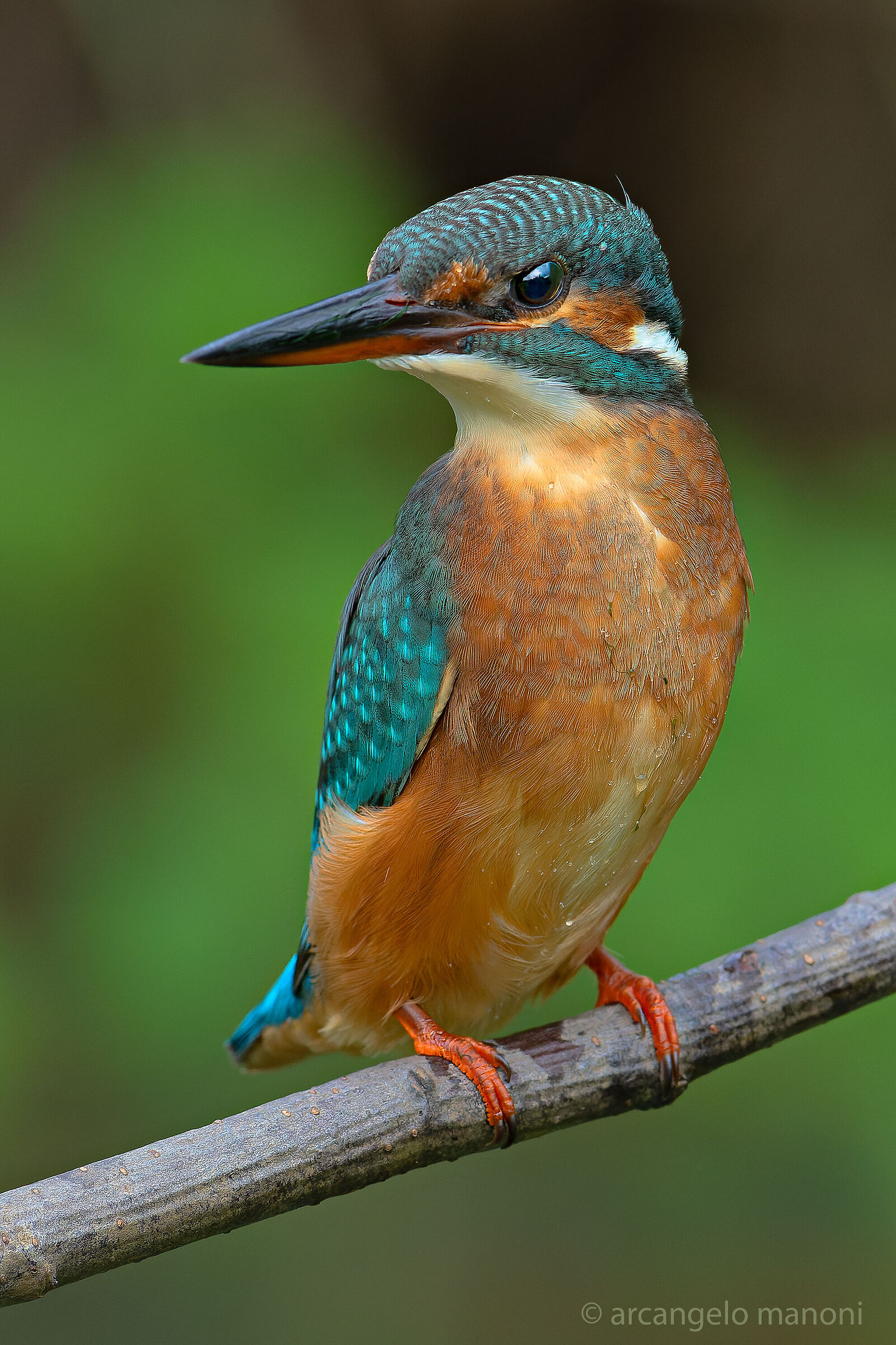 Lady kingfisher