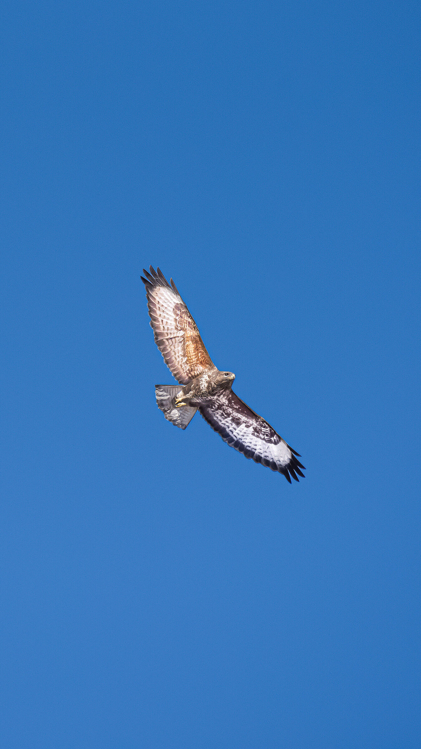 The rarity of rarities, the double color of the buzzard