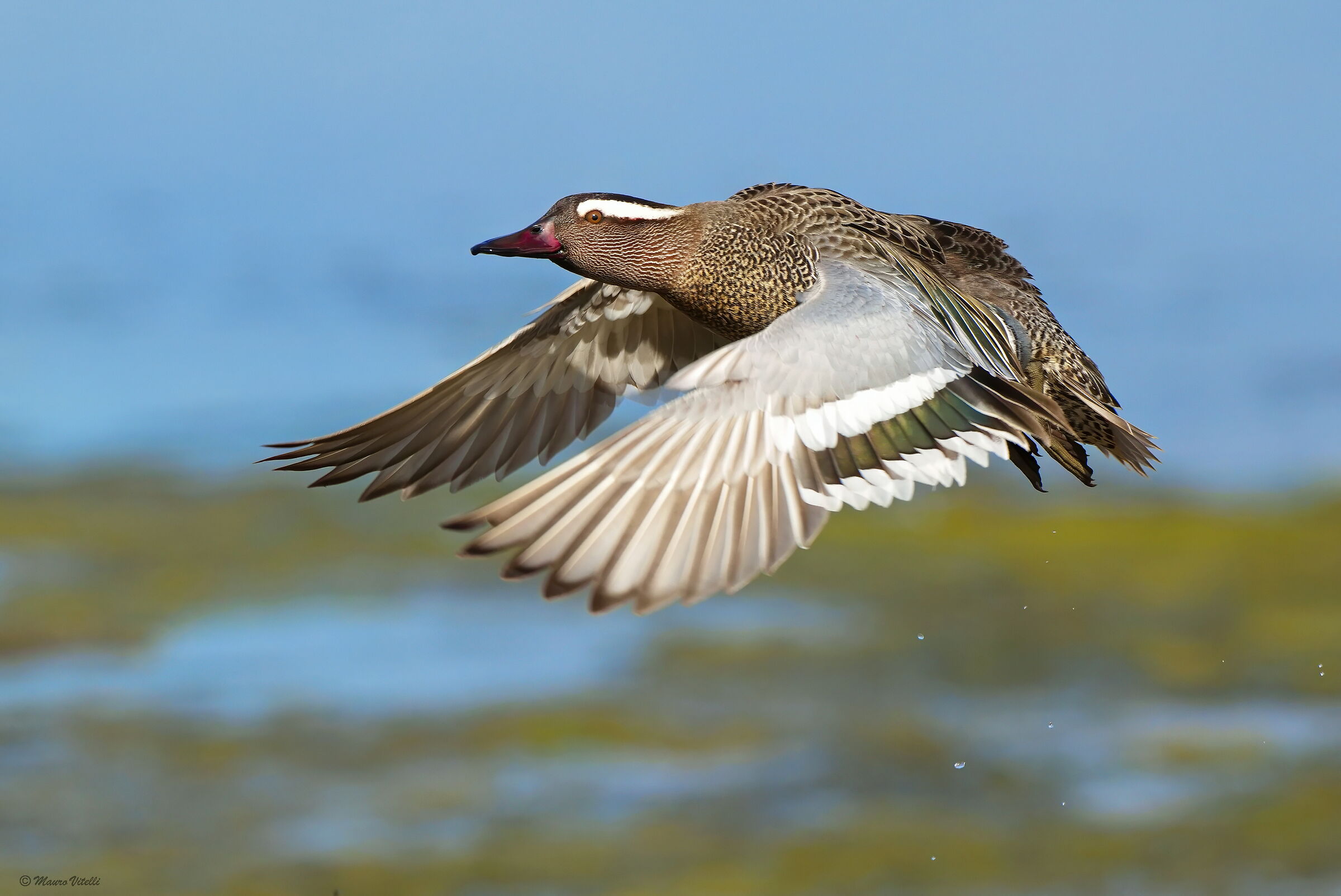 Garganey (Anas Querquedula)