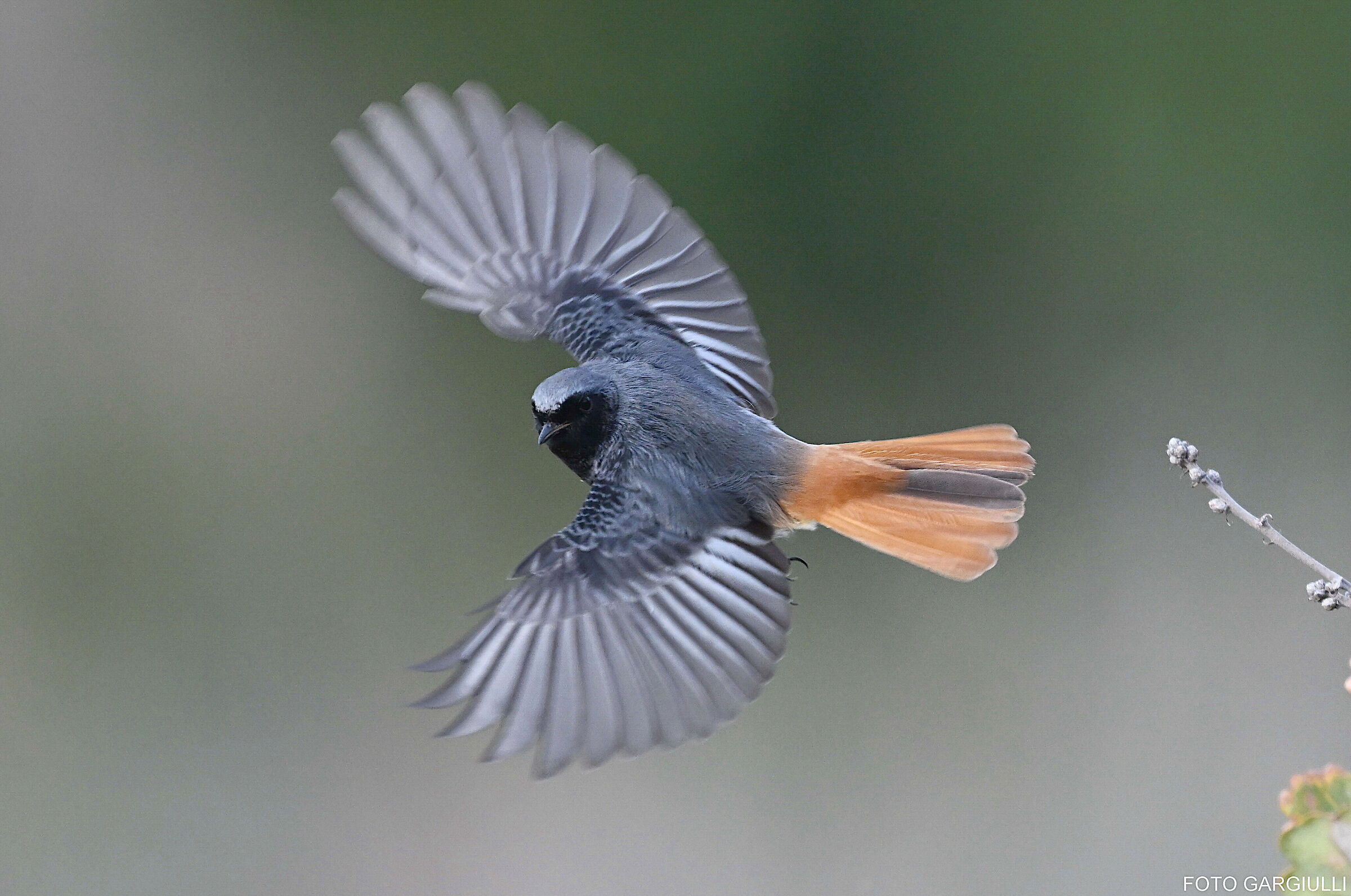 Male chimney sweep redstart