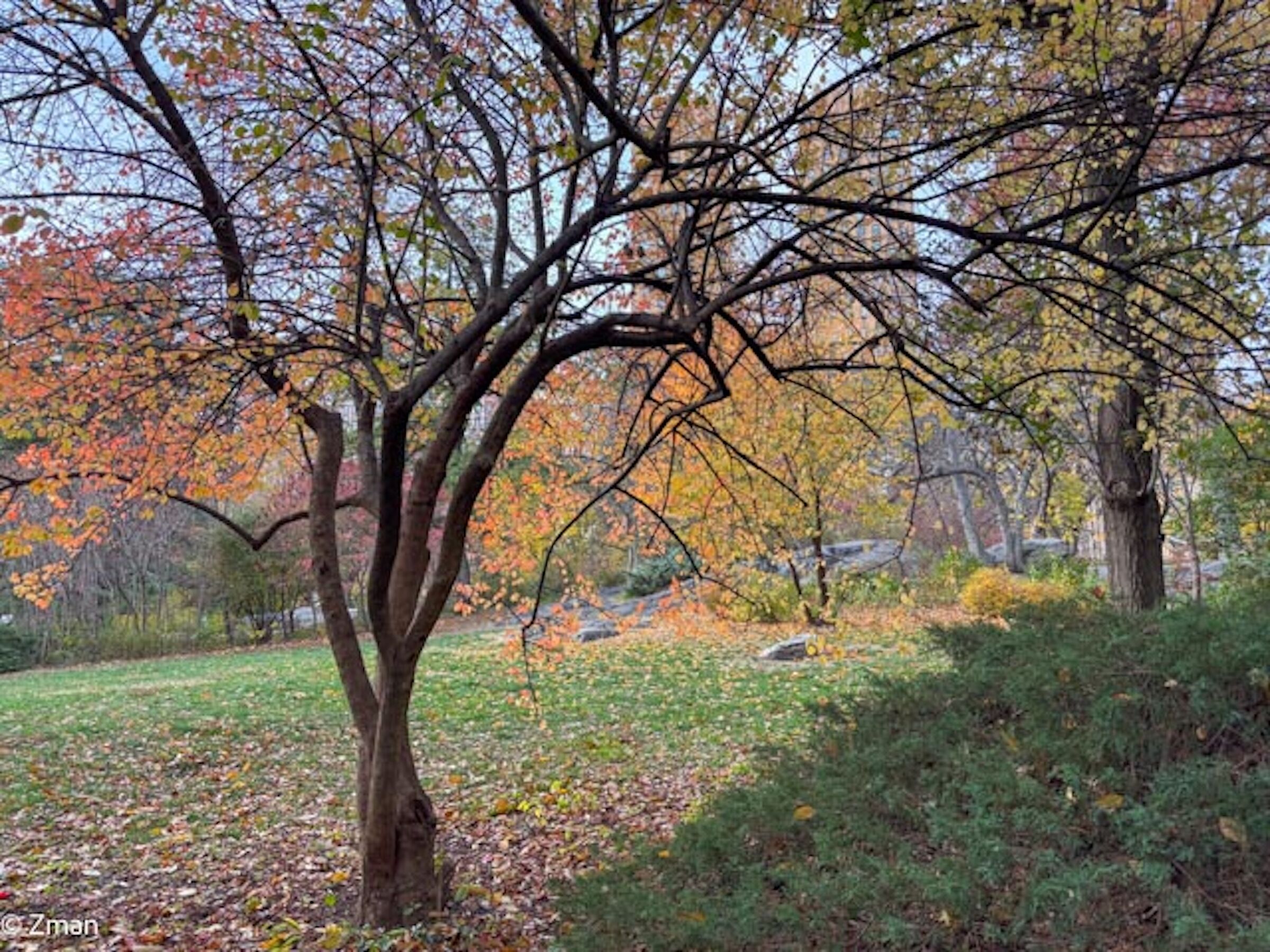 Colori autunnali di Central Park