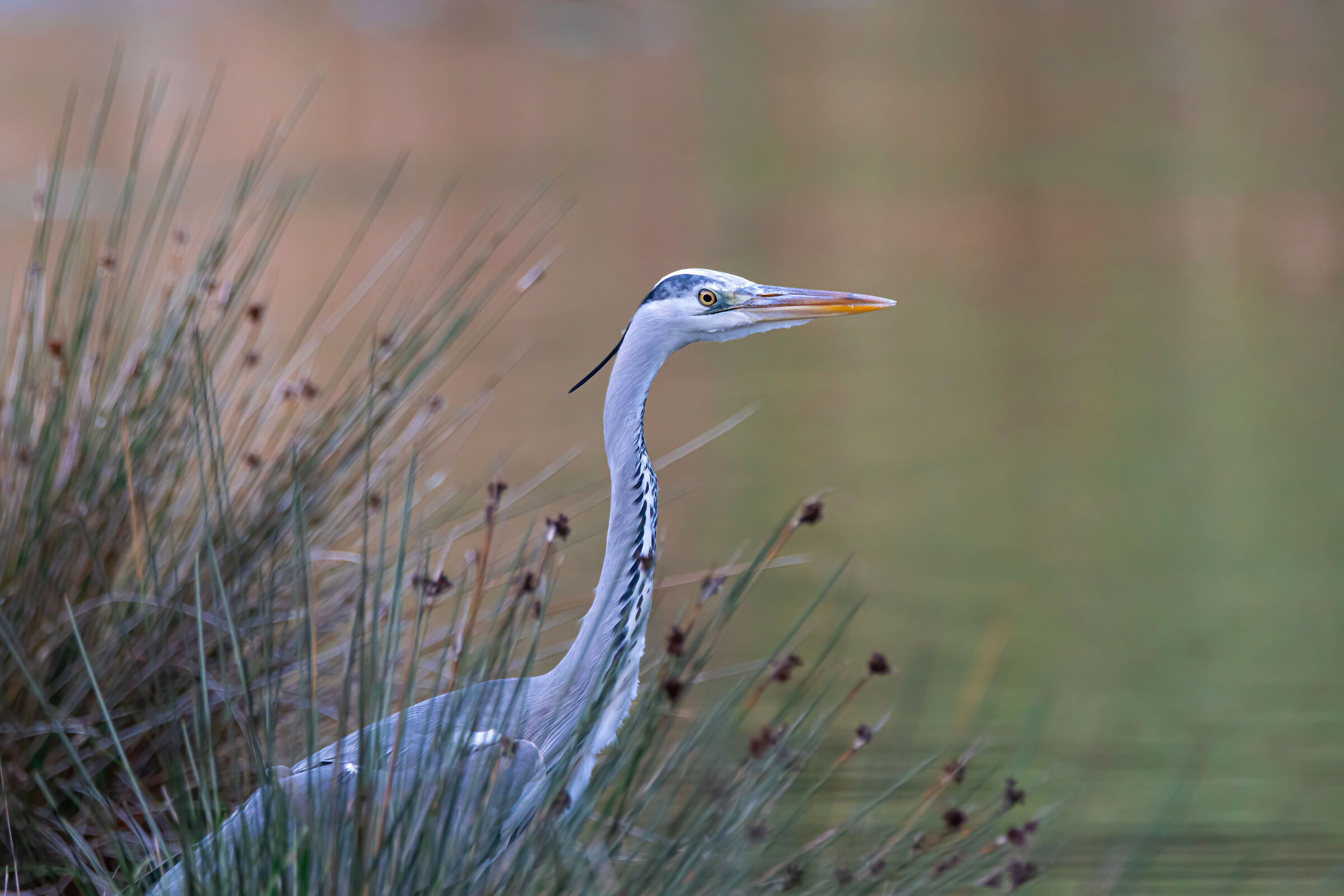 Grey Heron