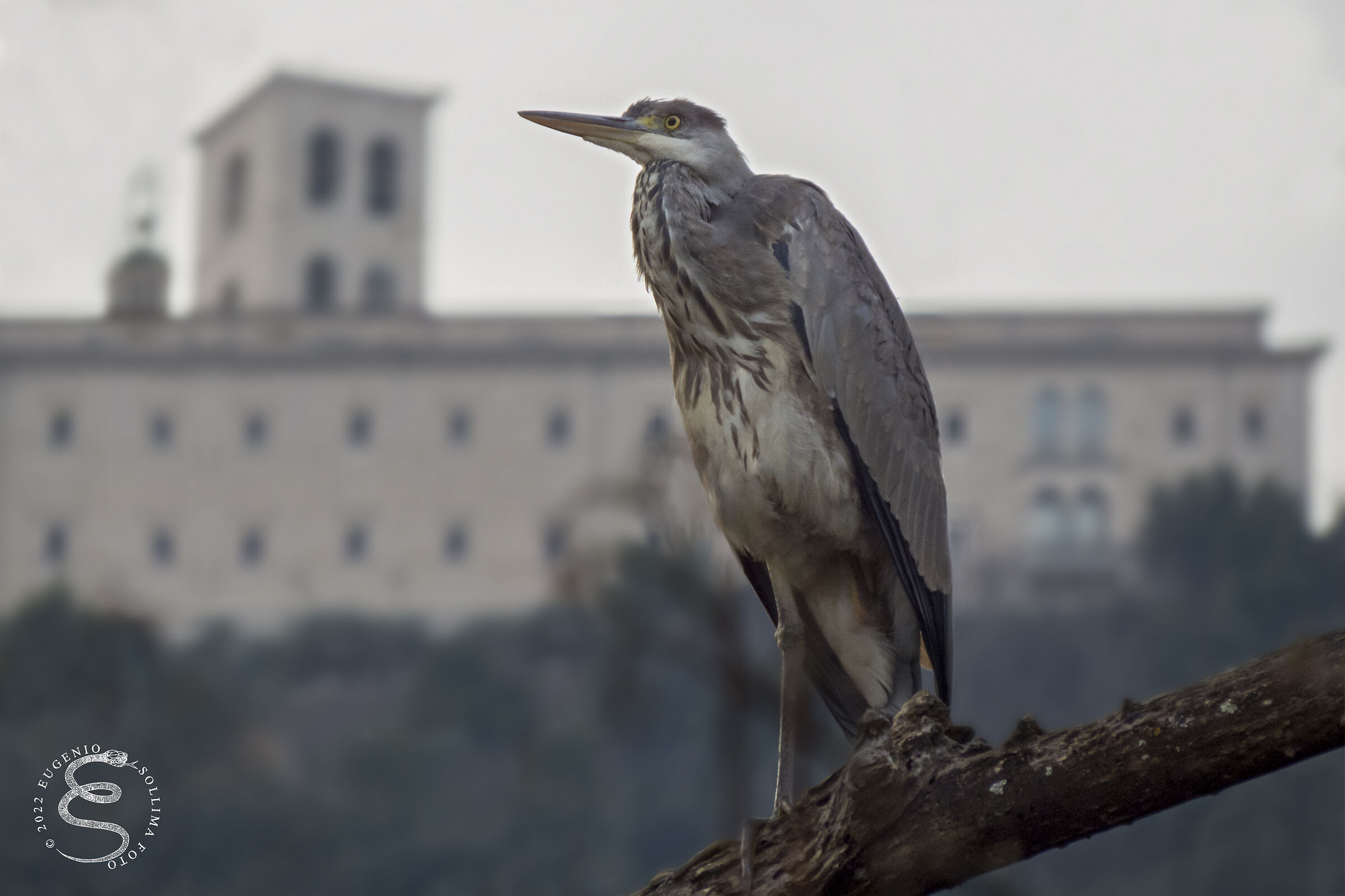 L'airone e l'abbazia di Montecassino