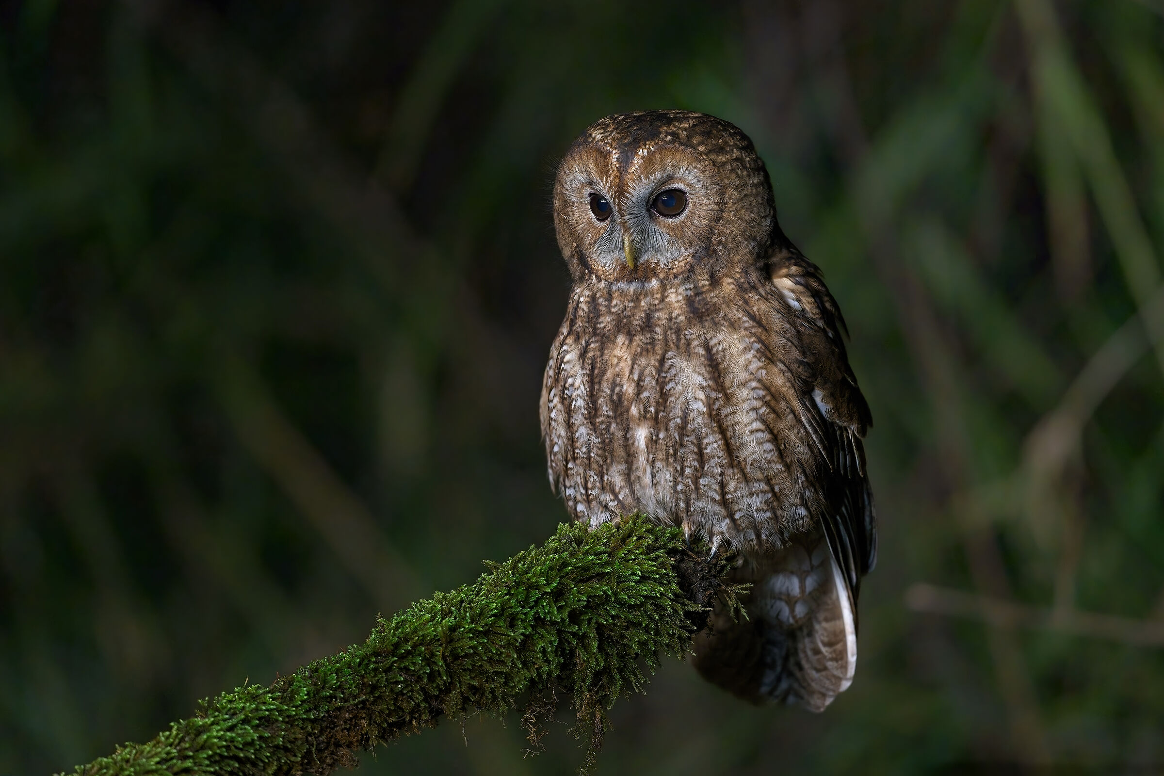 Tawny Owl