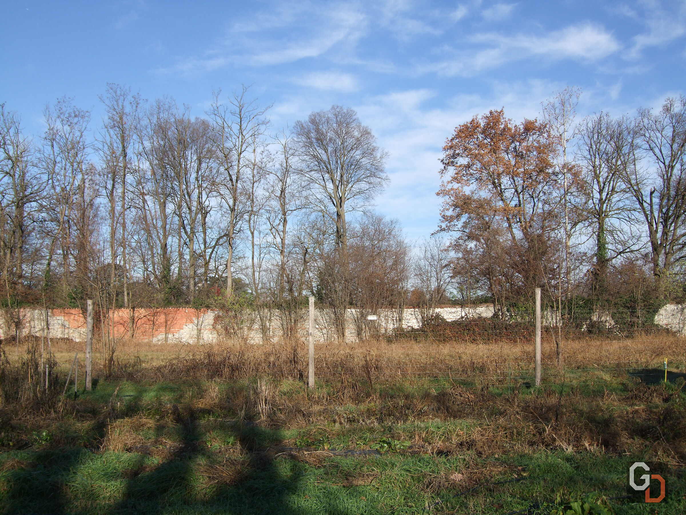 Bare trees