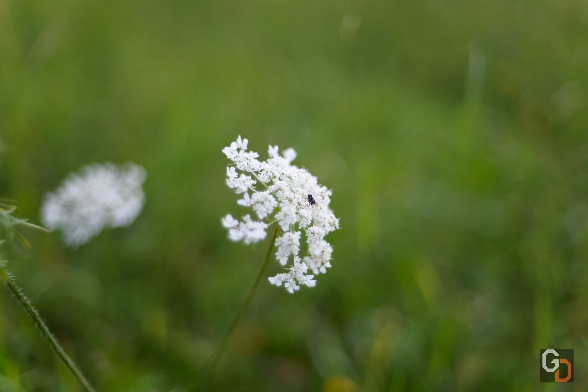 Wild carrot flower