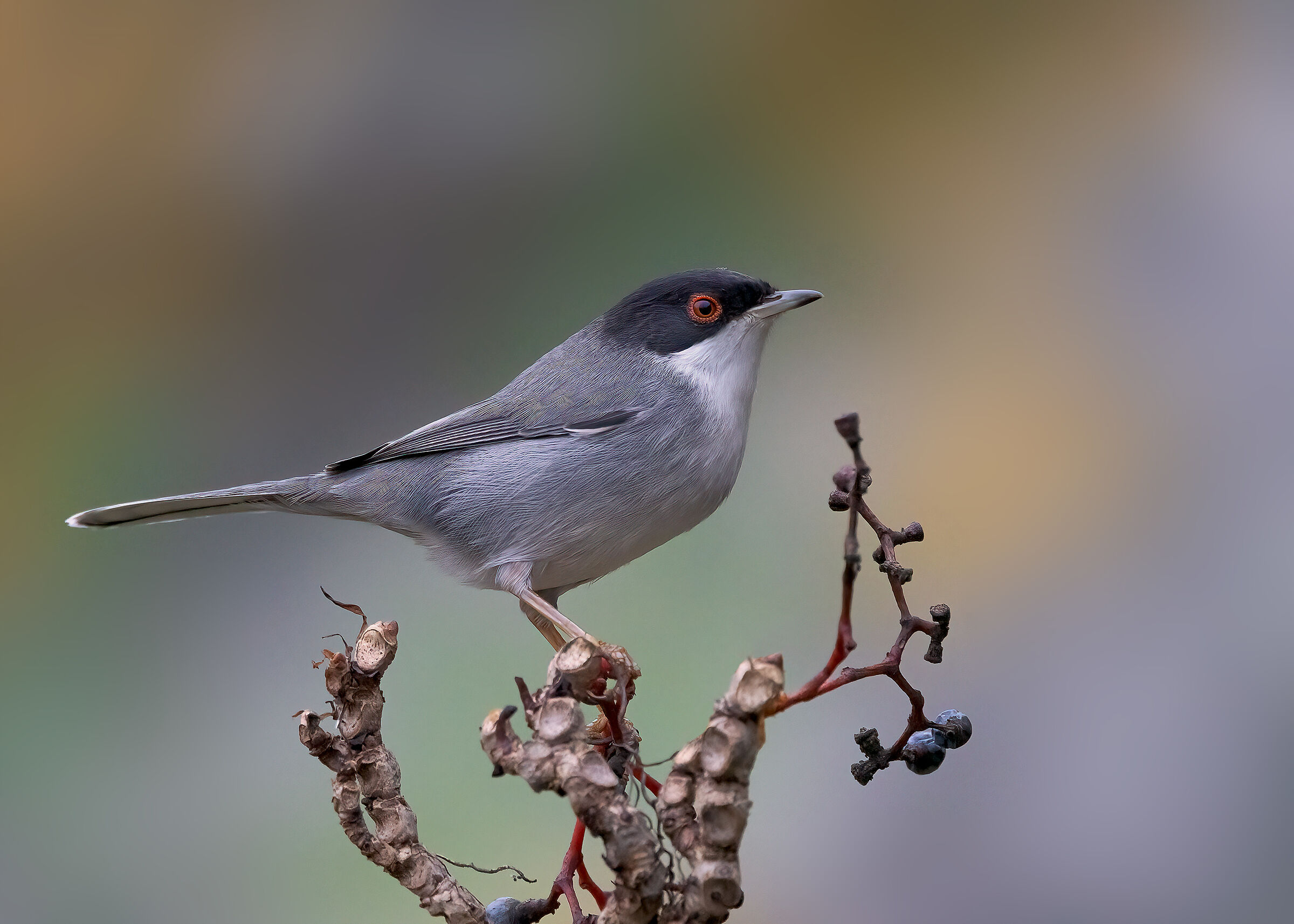 Male Warbler