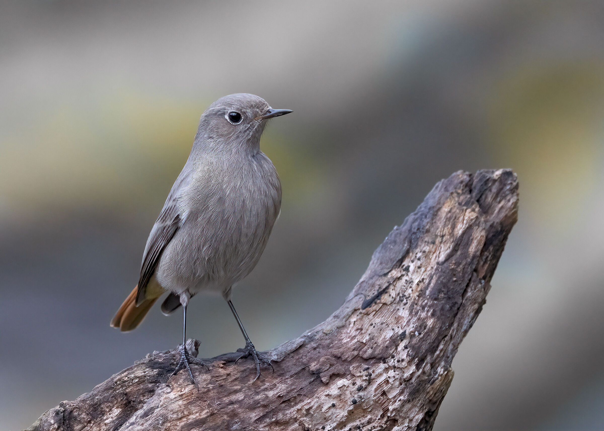 Female chimney sweep redstart