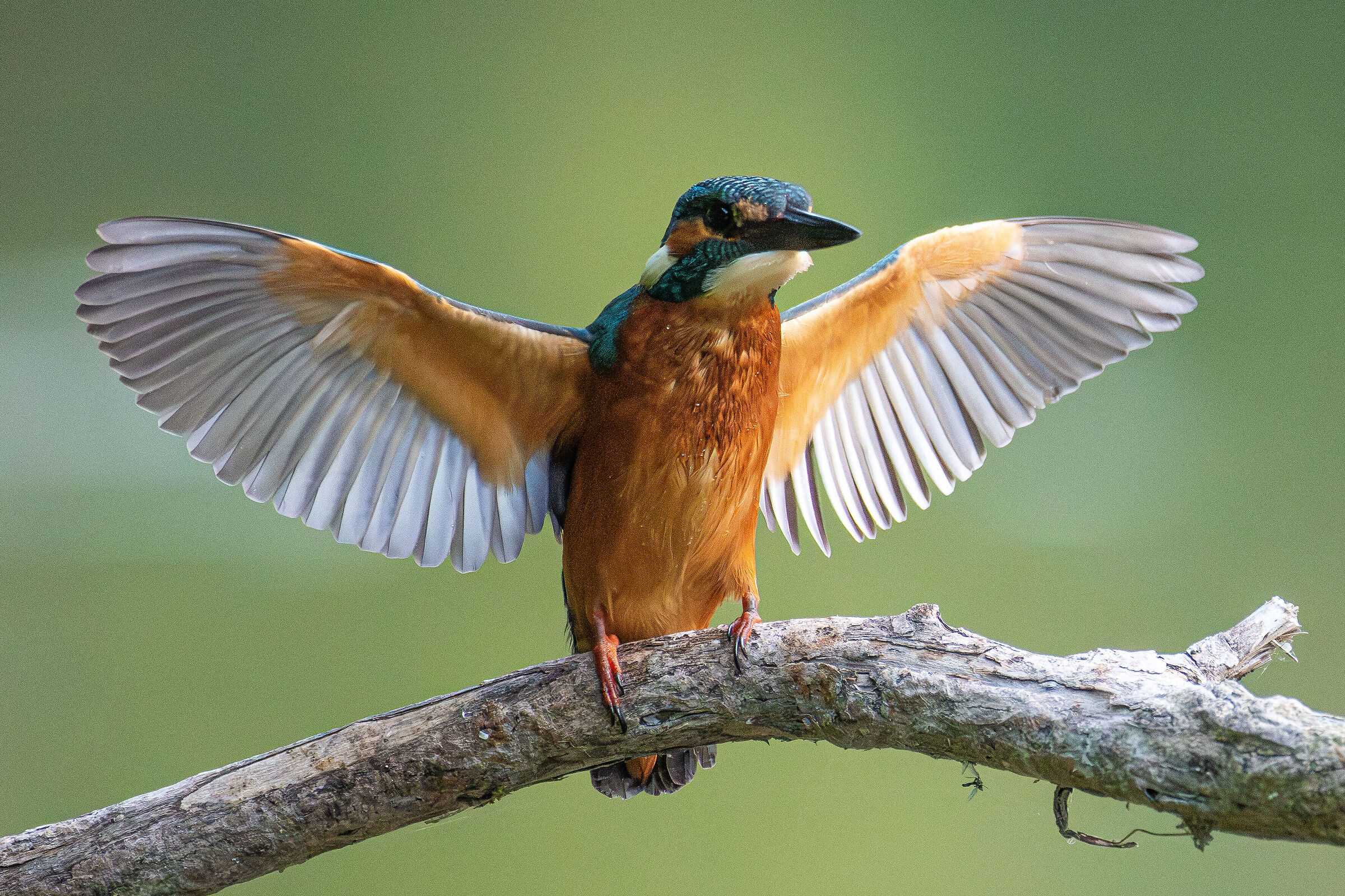volo