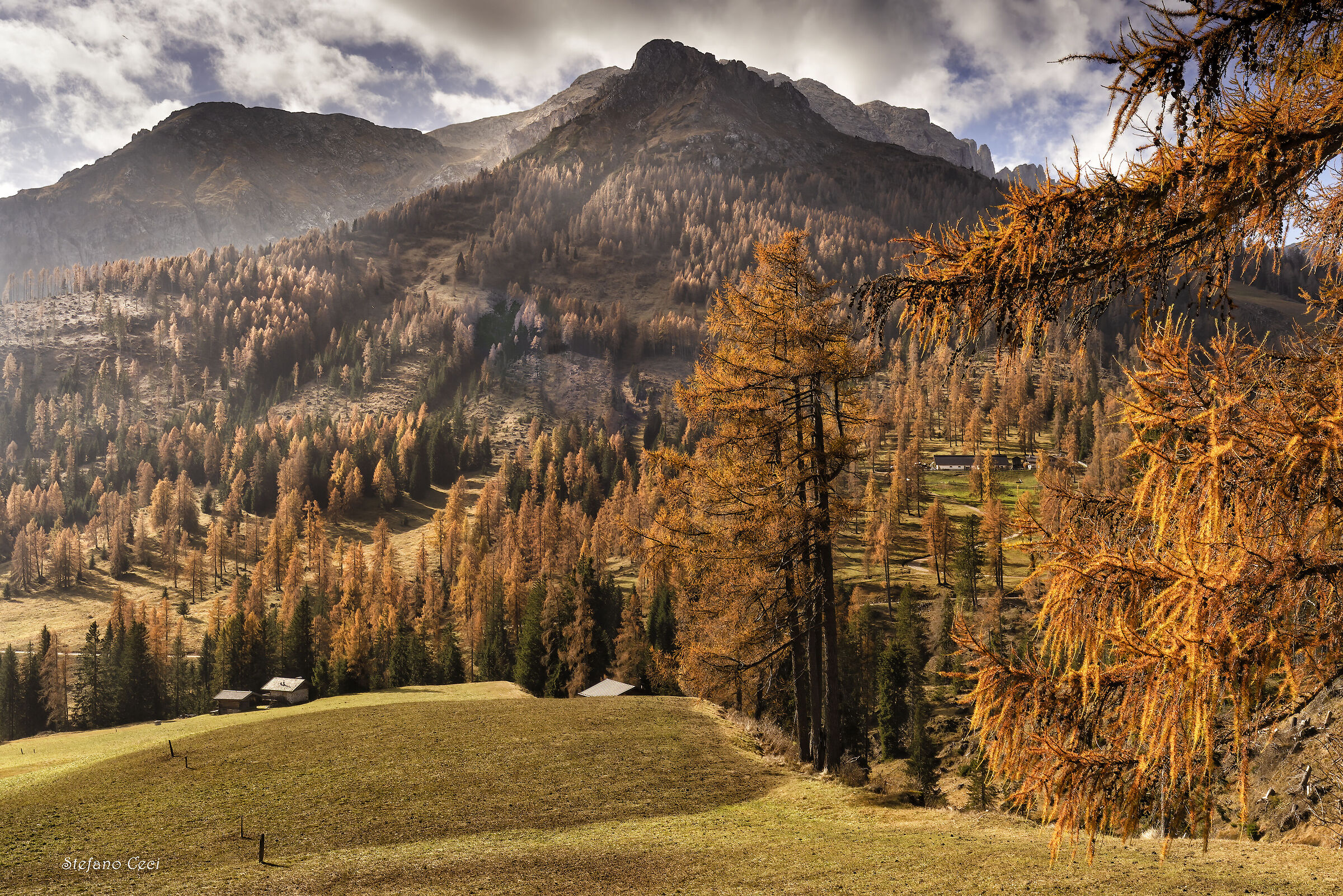 Larch trees