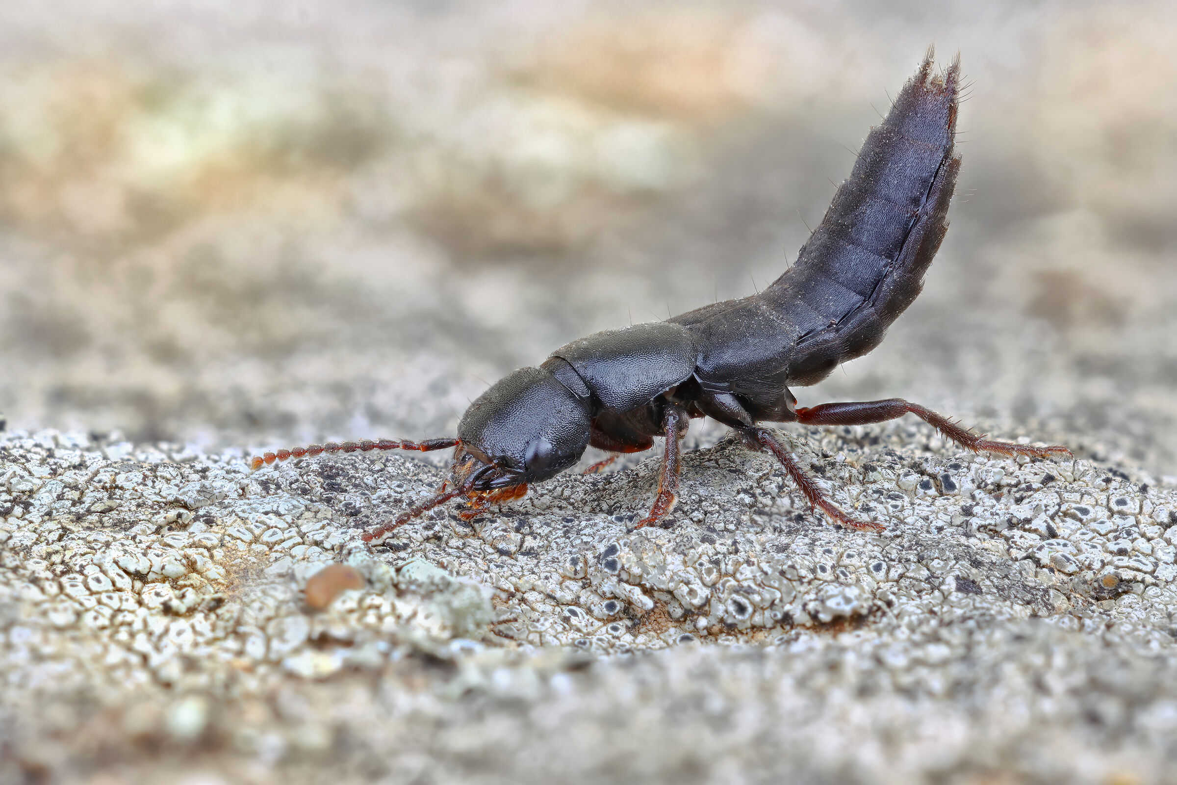 Ocypus sp