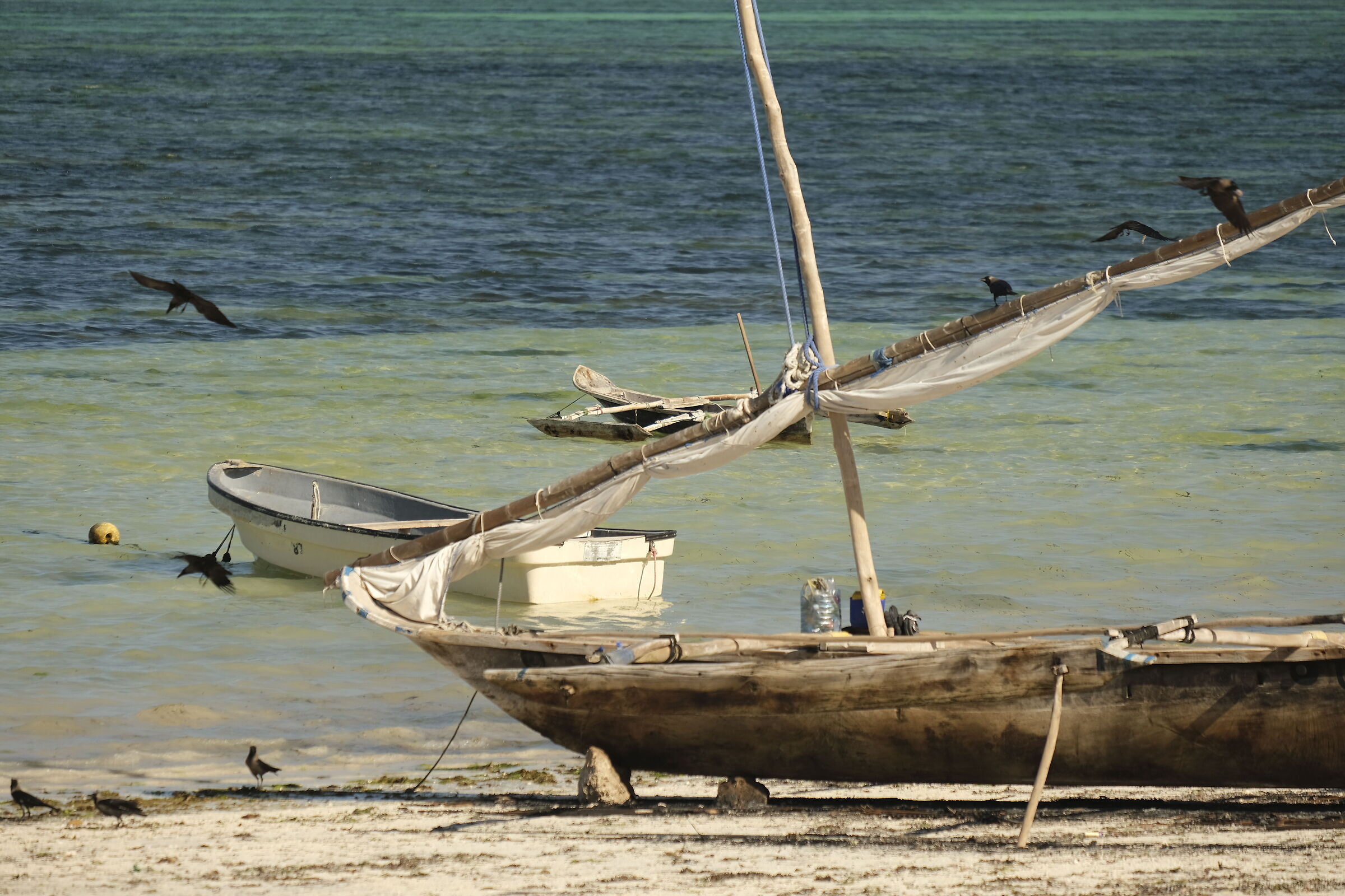 i corvi e la barca