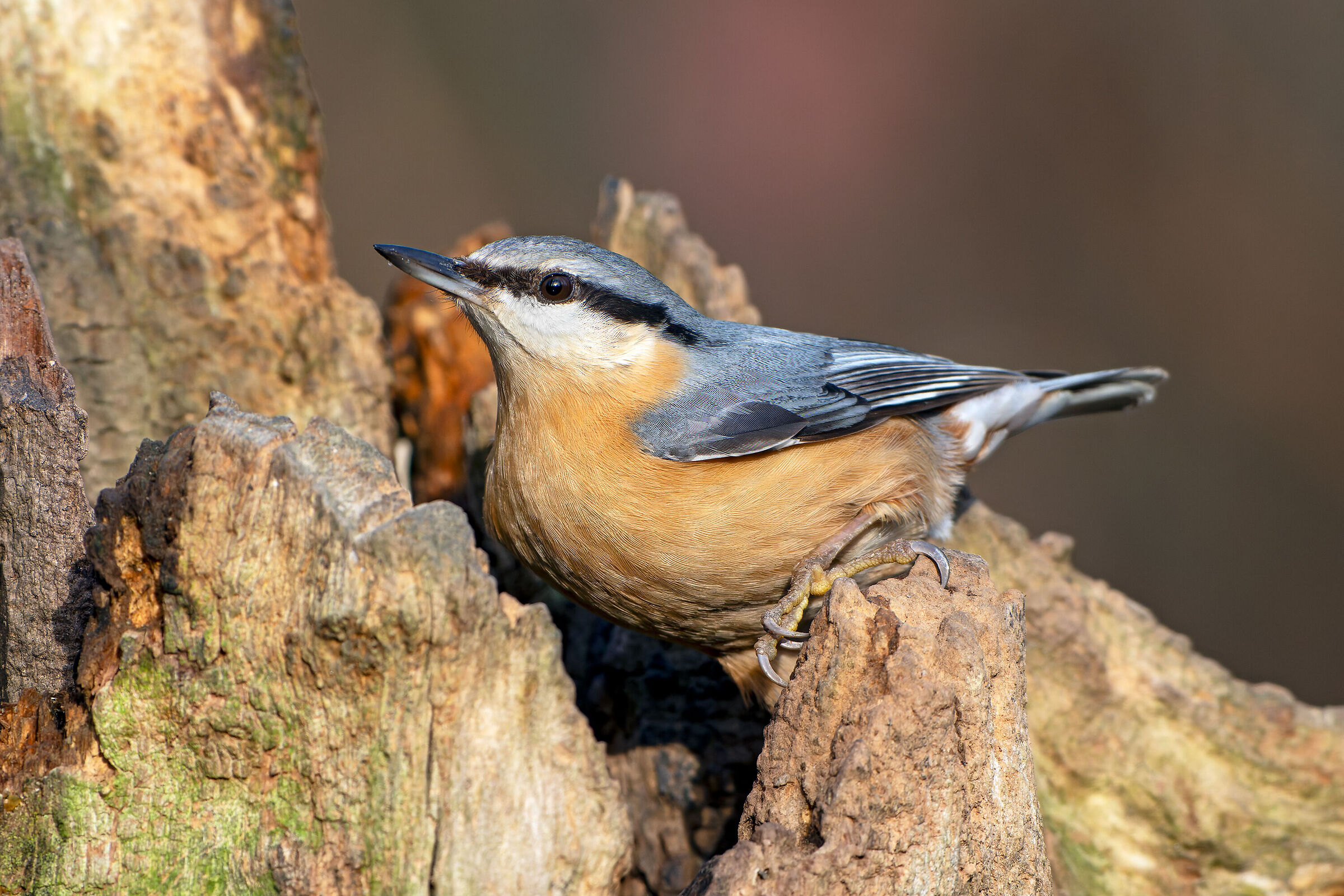 Nuthatch