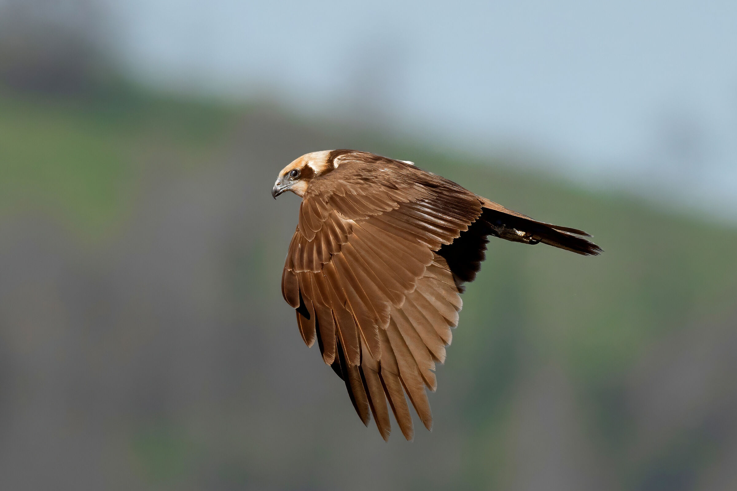 Marsh Harrier (Circus aeruginosus)