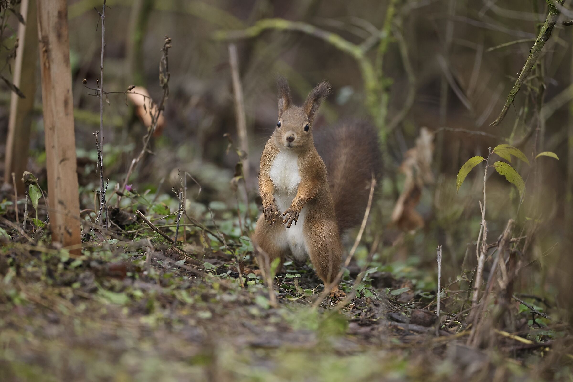 Squirrel