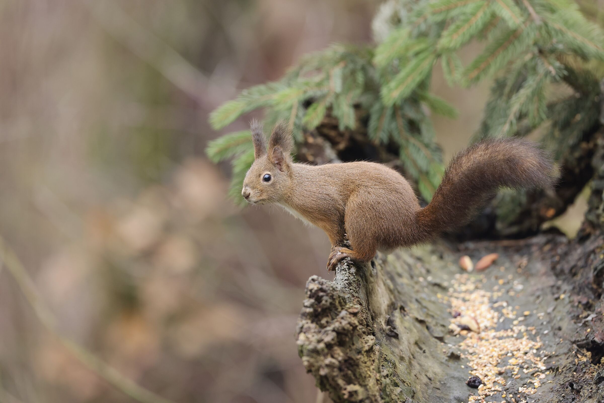 Squirrel