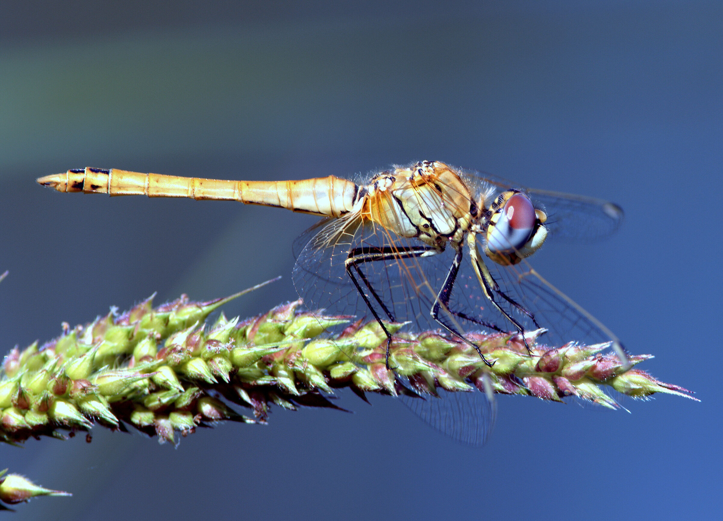 Libellula 16