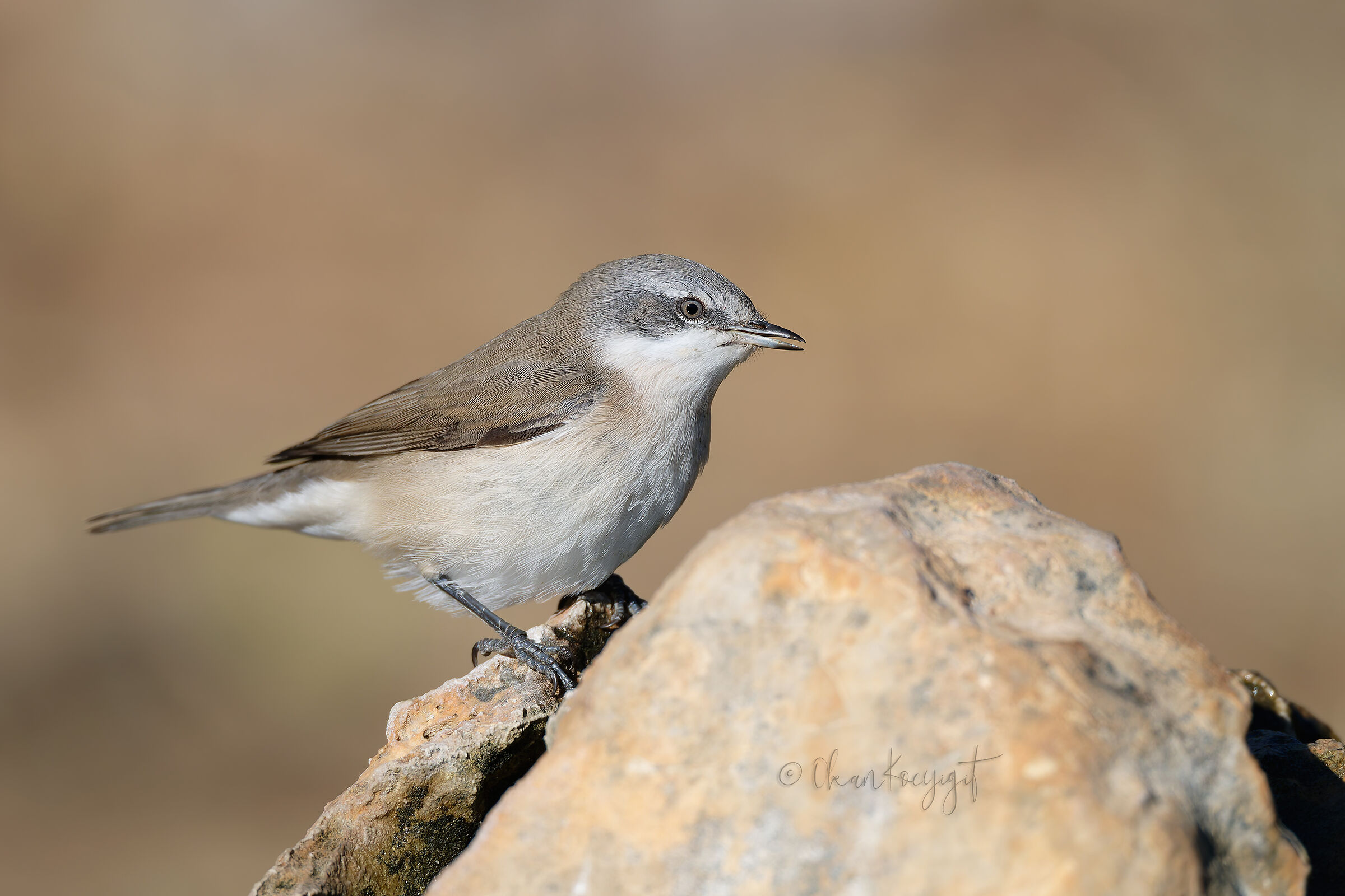 Lesser Whitethroat