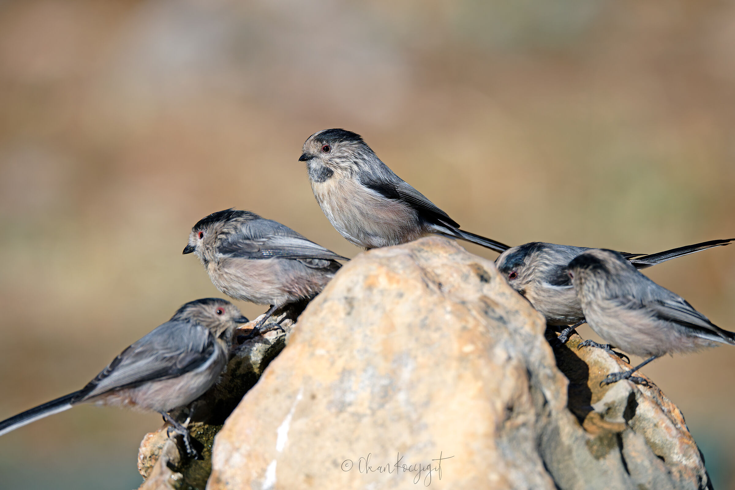 Long-tailed Tit