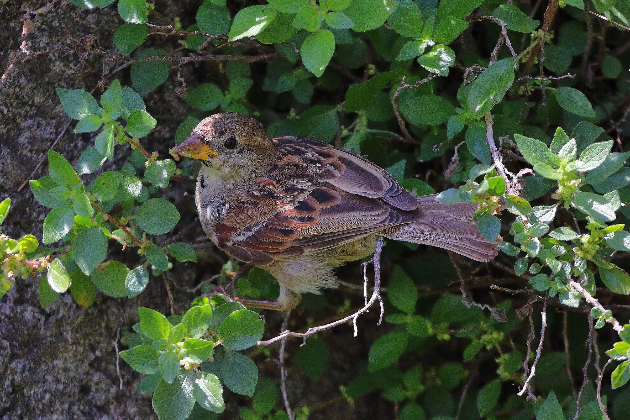 Novello 04 agosto 2025 - 0040