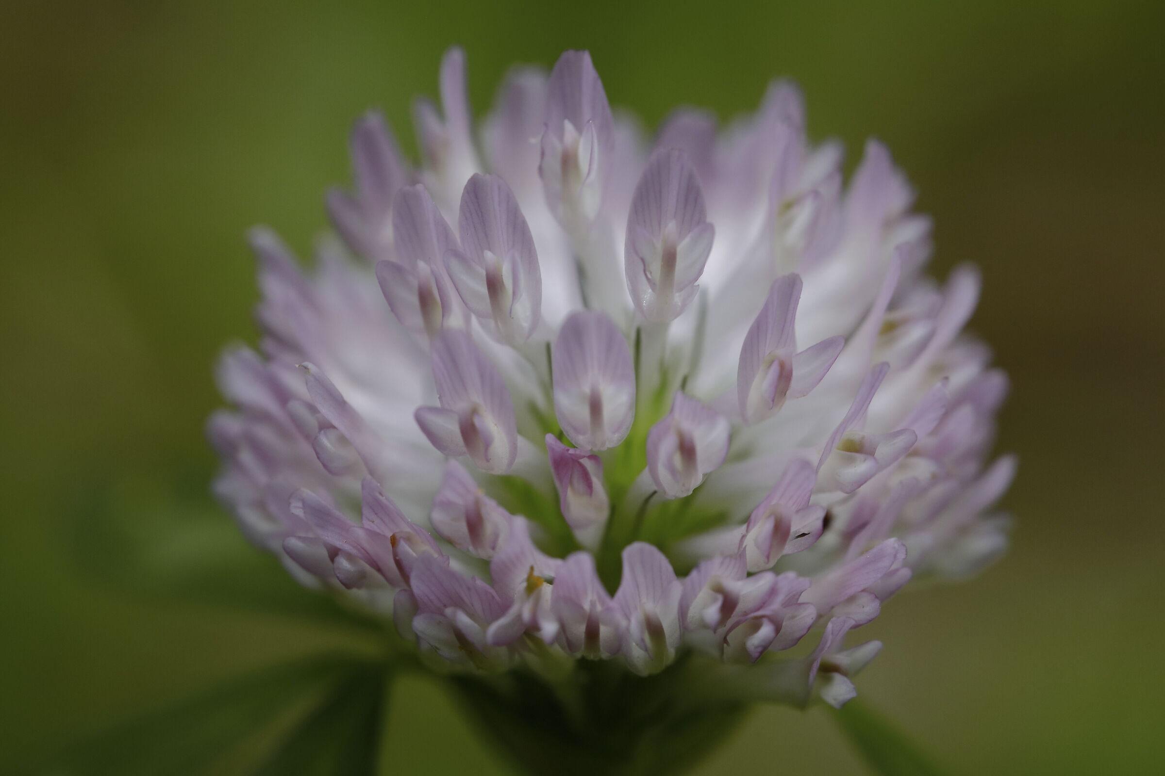 Trifolium pratense flower